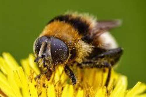 Attracting Pollinators into your Garden