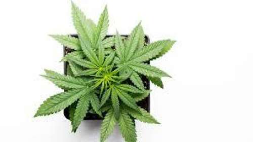 Cannabis Medicinal Uses