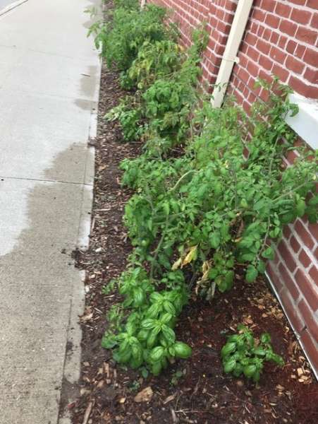 Tomatoes and Basil at the Library Garden