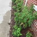 Tomatoes and Basil at the Library Garden