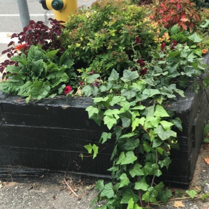 Raised beds Main and Centre st.