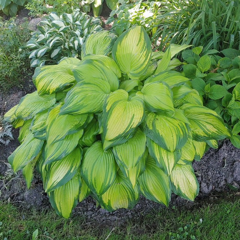 First Place Perennial Foliage