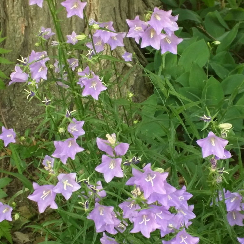 First Place Perennial Bloom