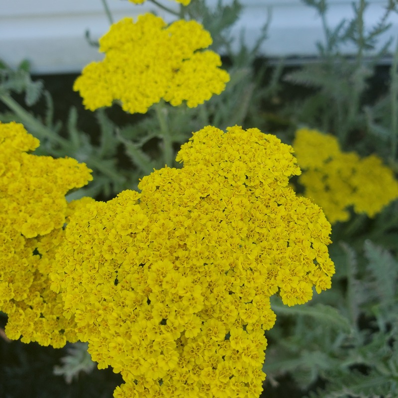 Second Place Perennial Bloom