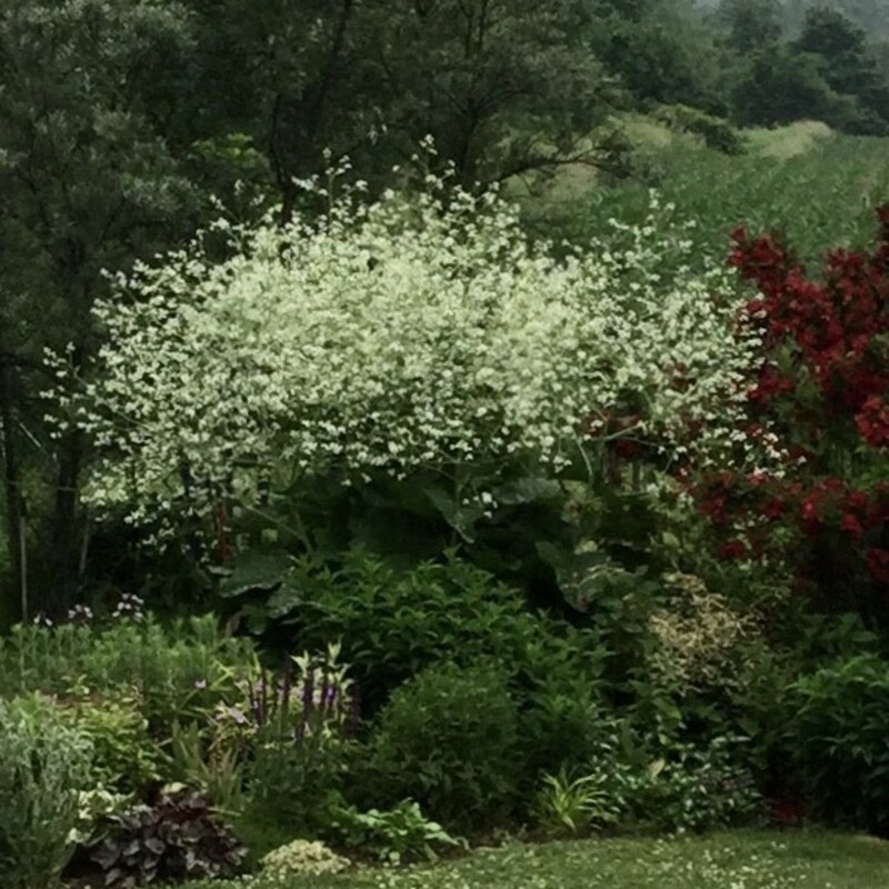 Third Place Perennial Bloom