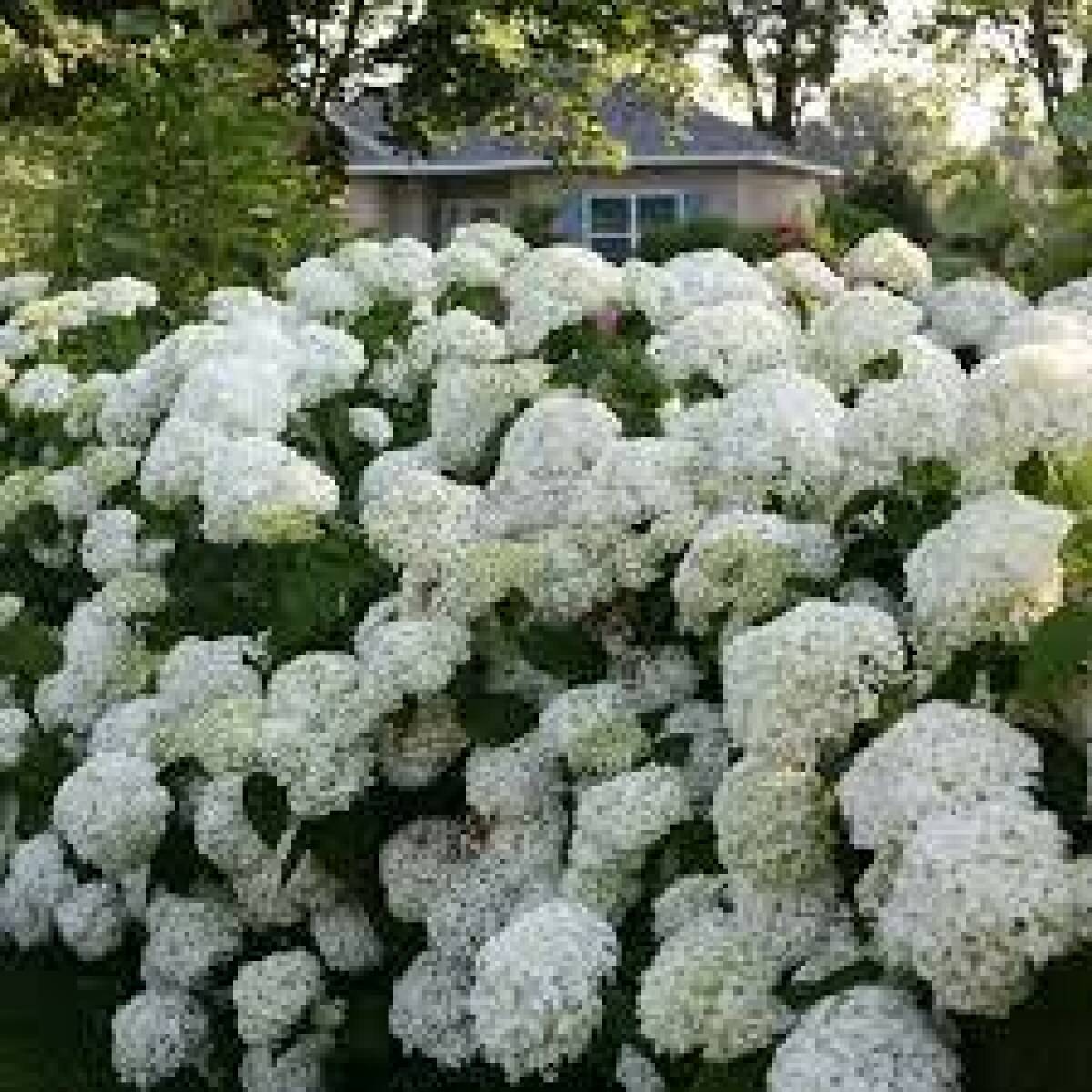 Hydrangeas by Maria Nicolussi