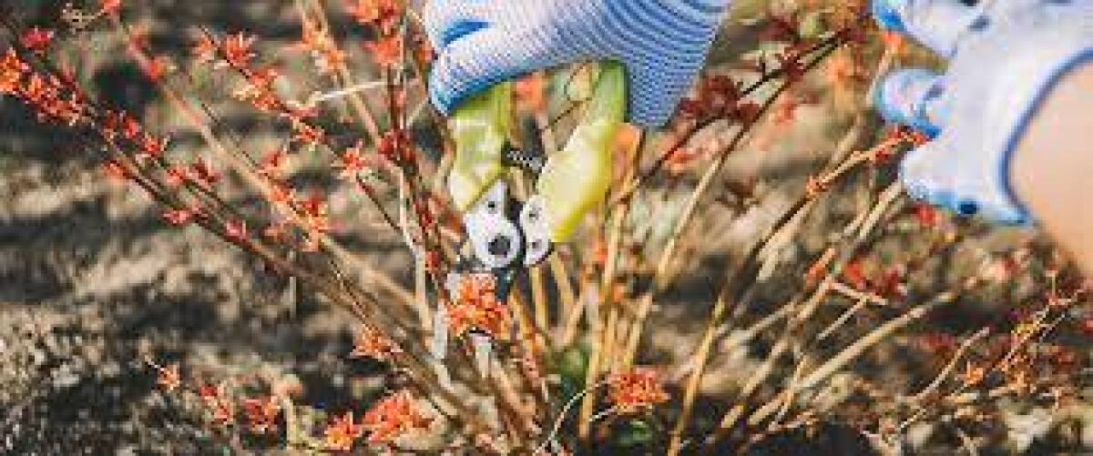 Pruning in your Garden by Master Gardener Joan Nieman-Aapas