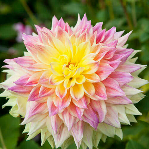 Dahlias by YS Floral & Gifts, Carolyn Young