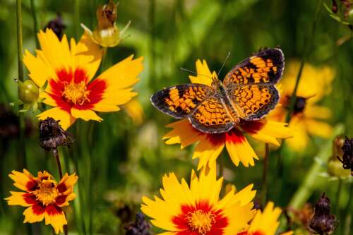 Beeton Horticultural Society