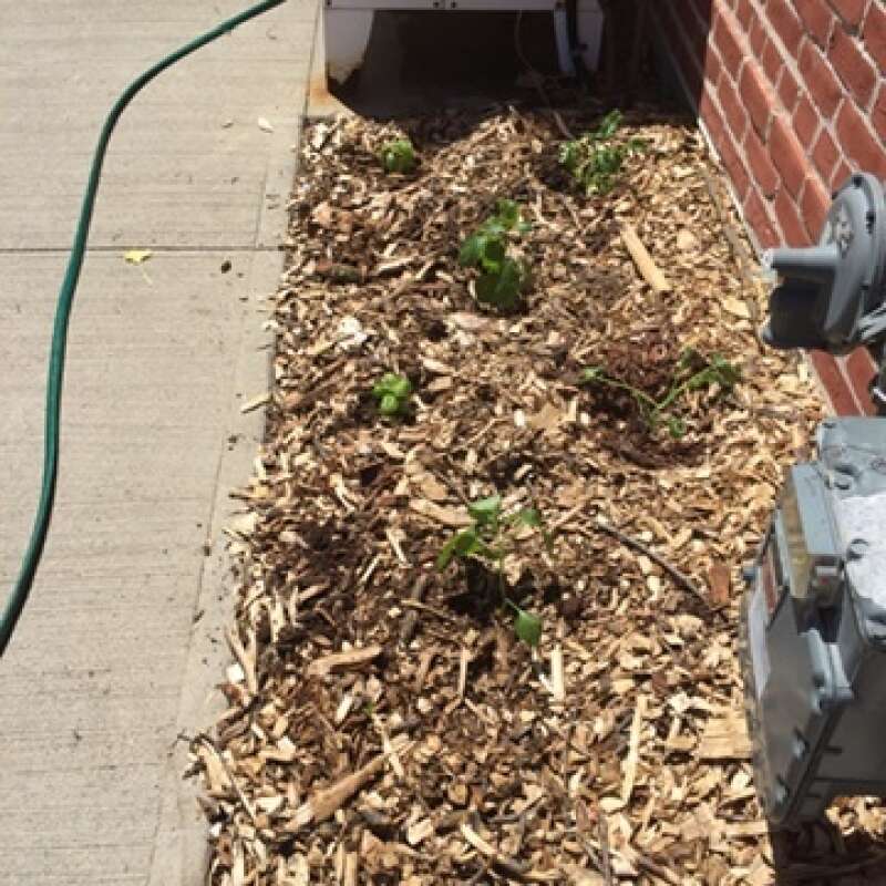 Vegetable Garden at the Beeton Library