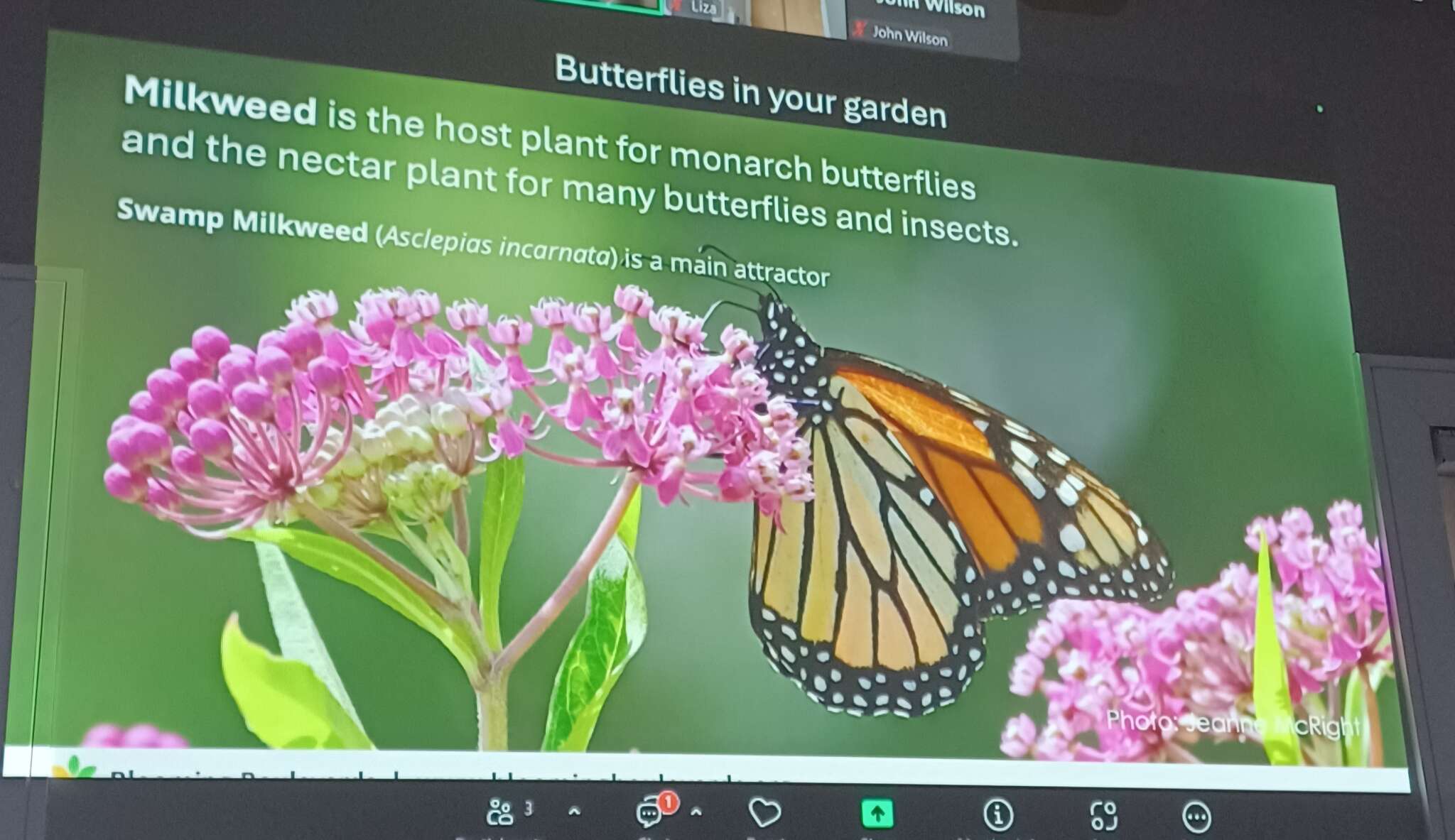 Butterflies