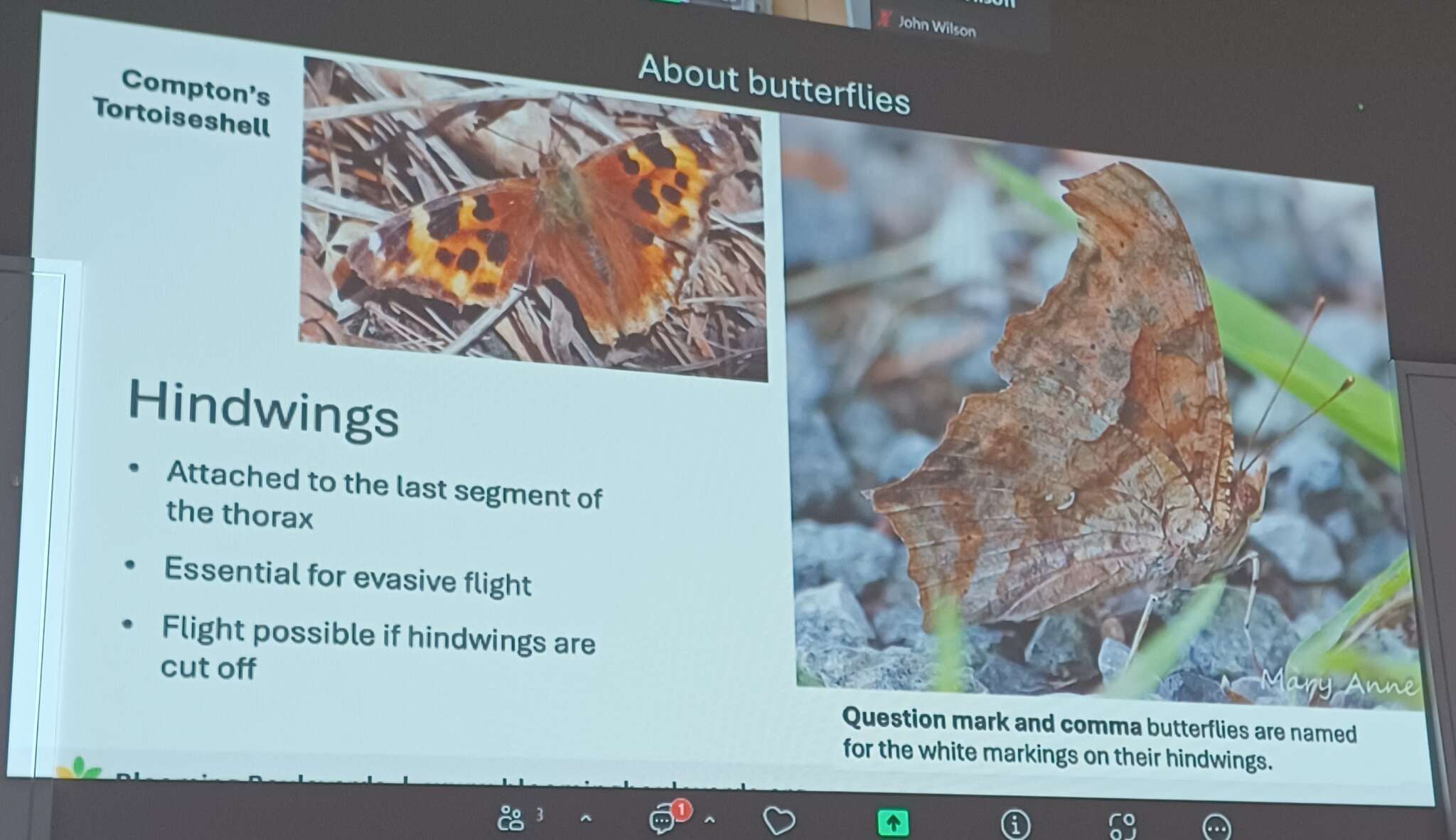 Butterflies