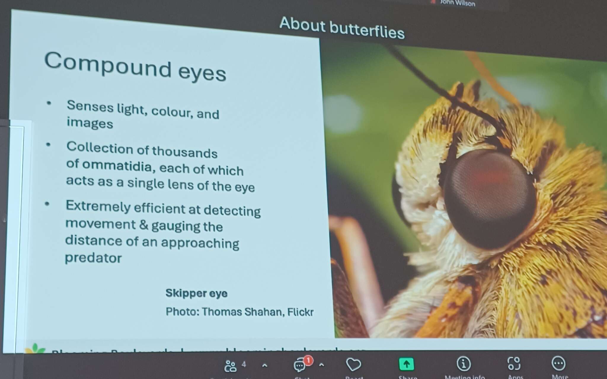 Butterflies