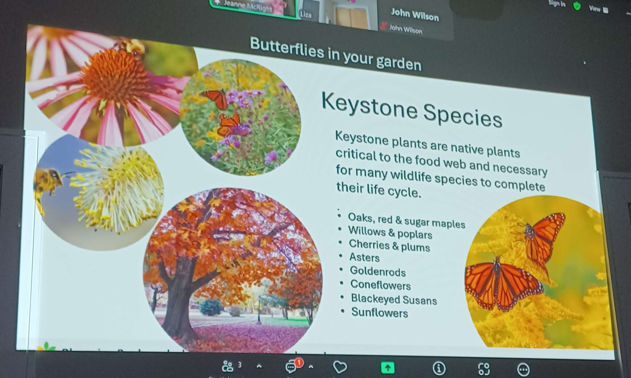 Butterflies