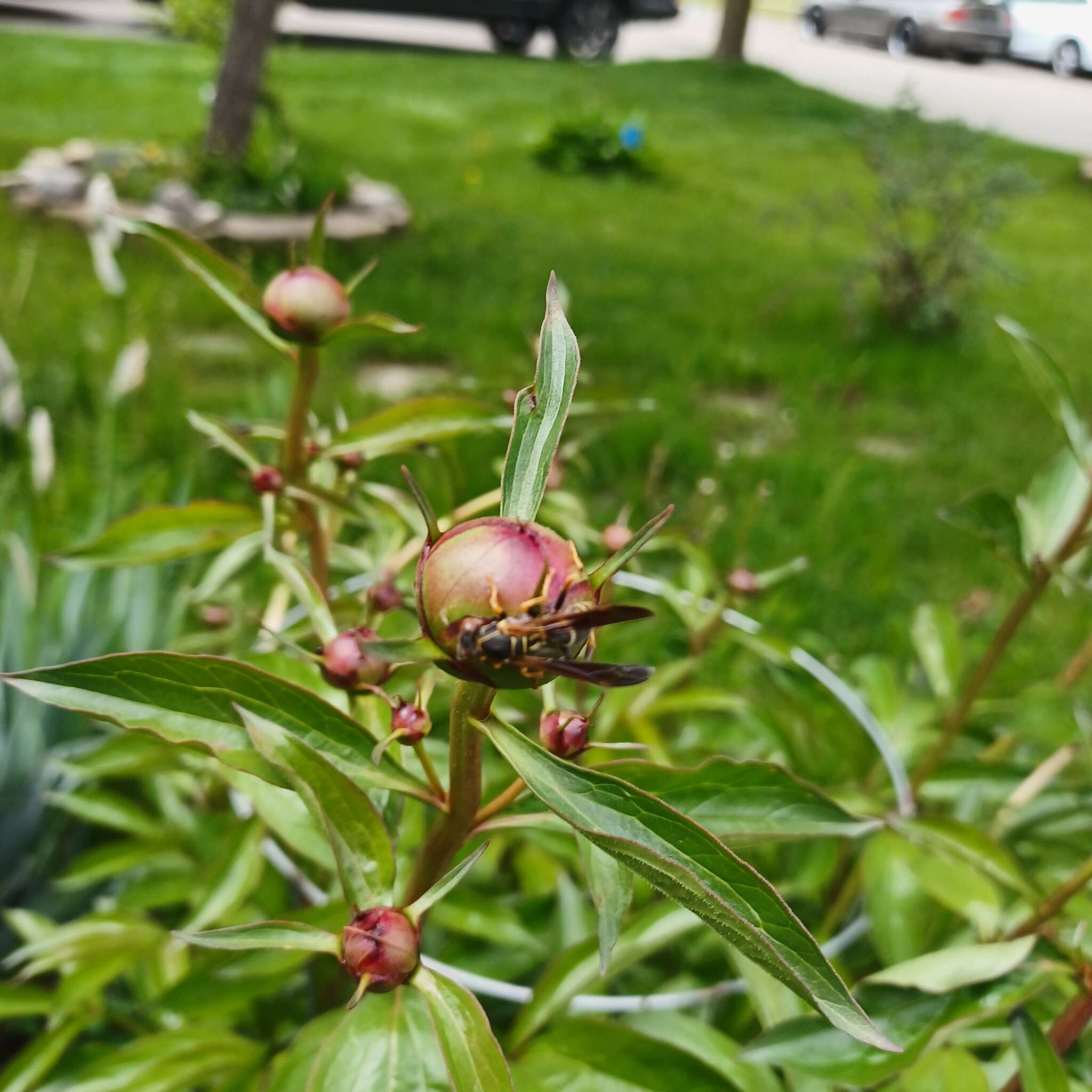 Pollinator at Work #4 (2025)