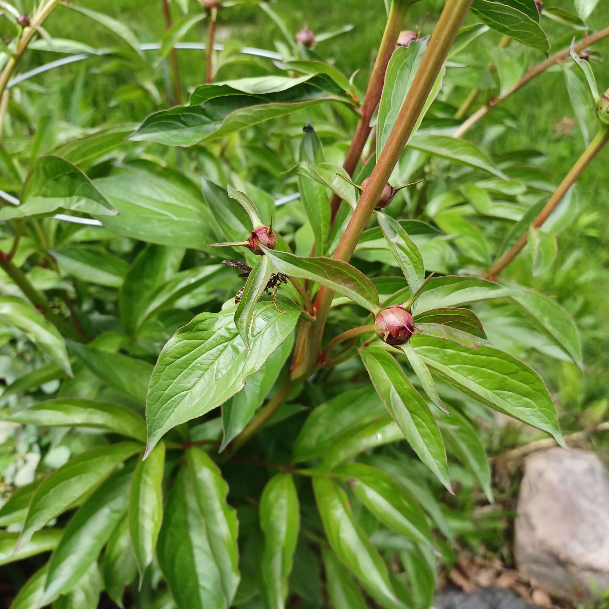 Peonies & Hard Working Pollinators (2025)