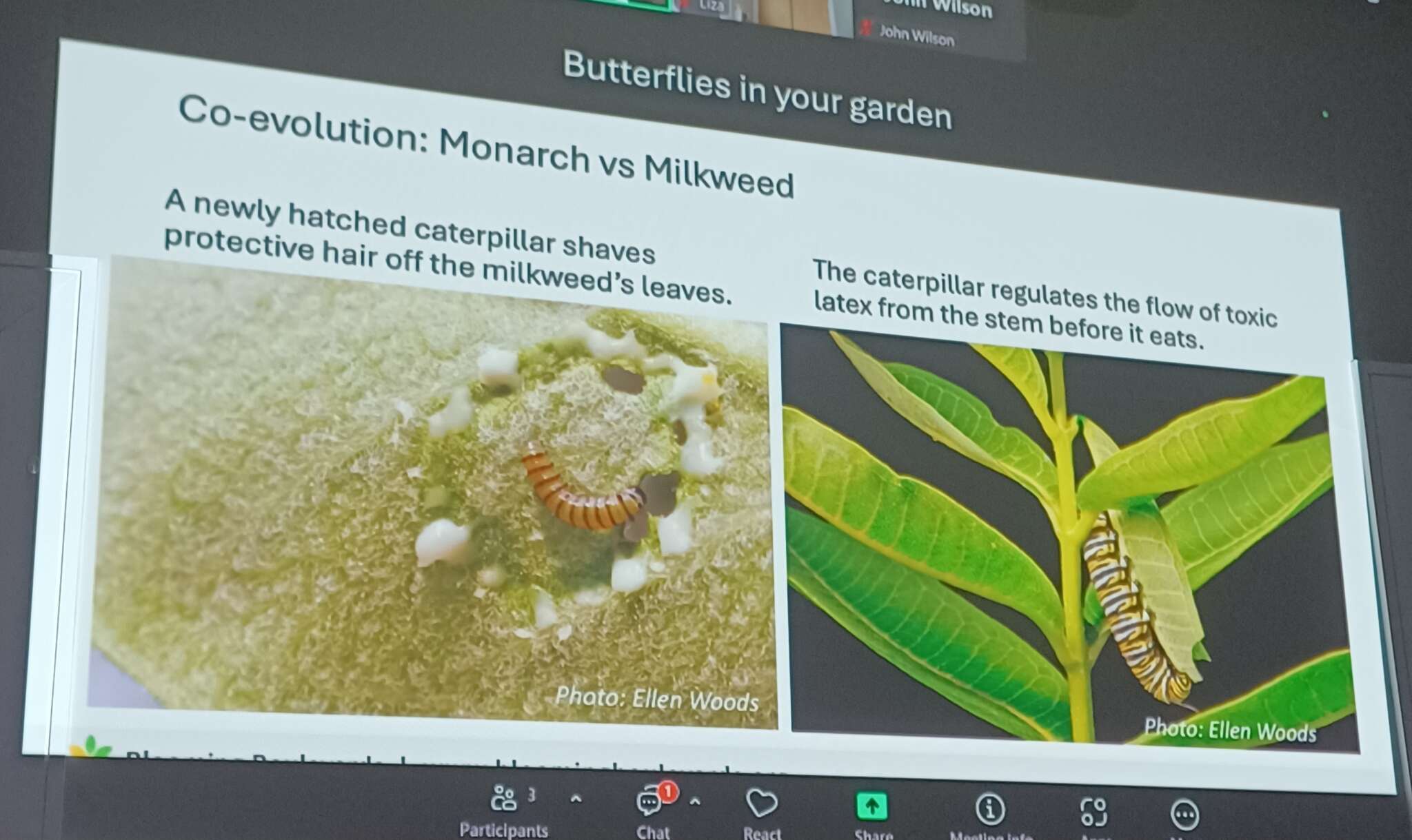 Butterflies