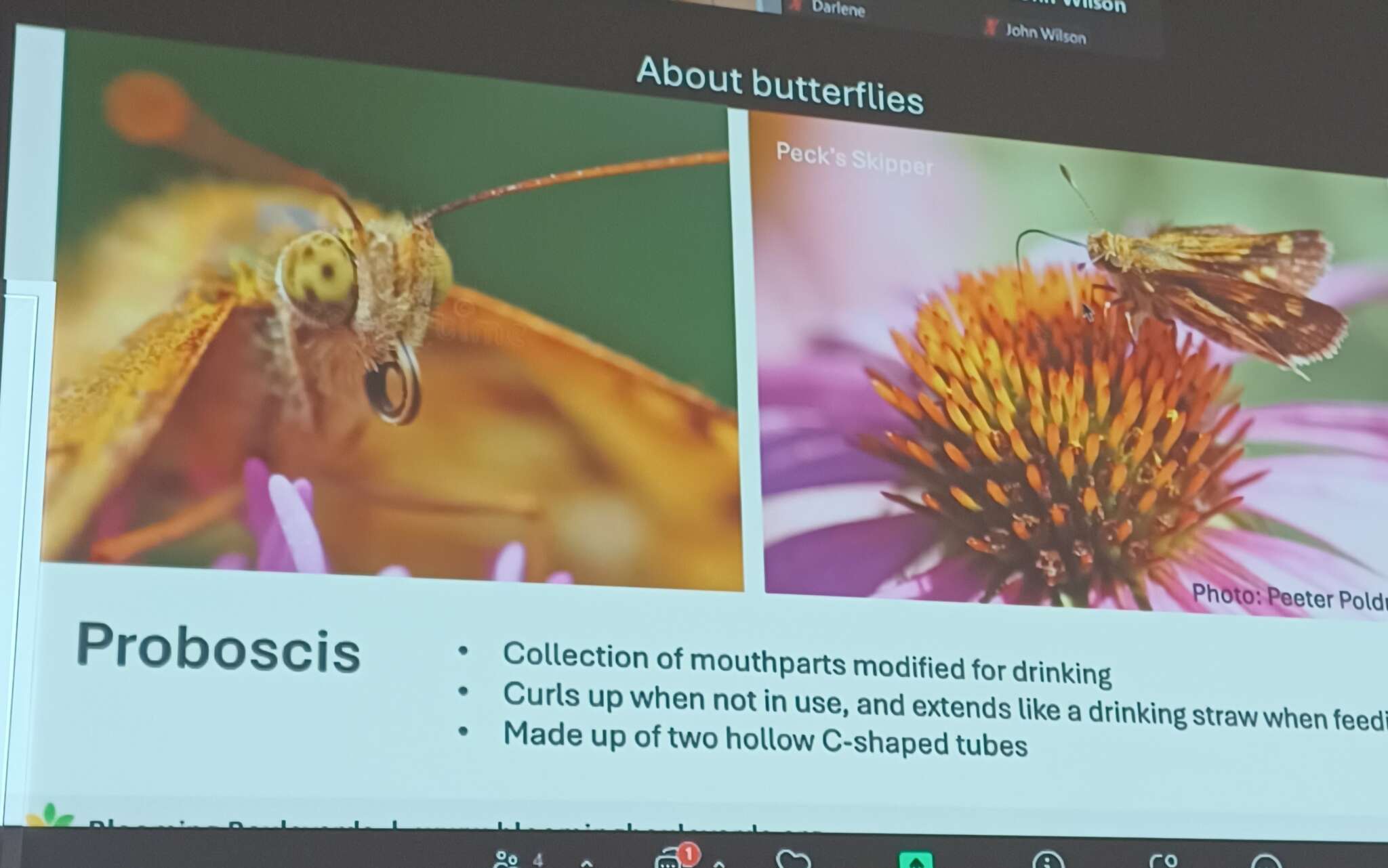 Butterflies