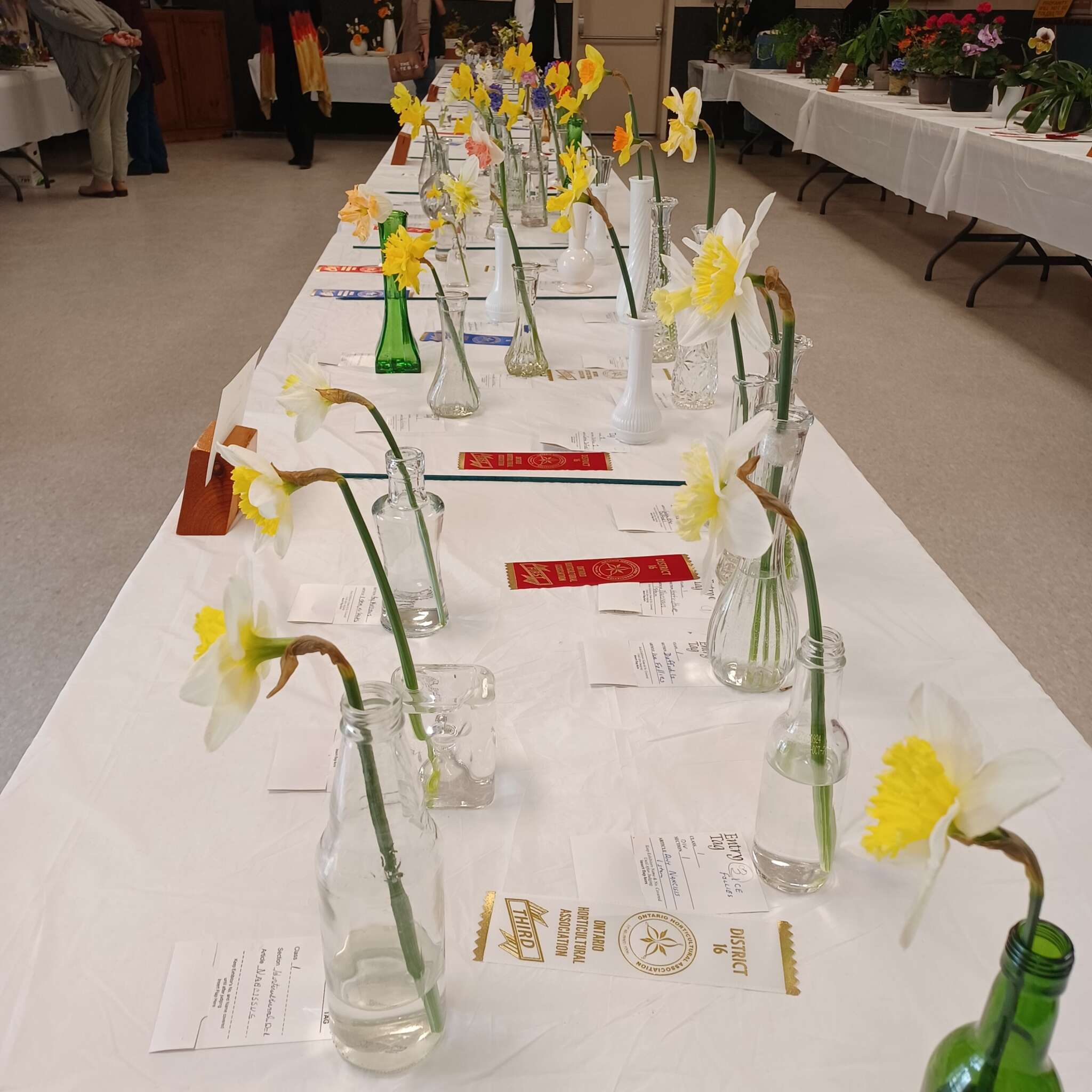 Ontario Horticultural Association Spring 2025 Meeting - Flower 🌼 Show #5