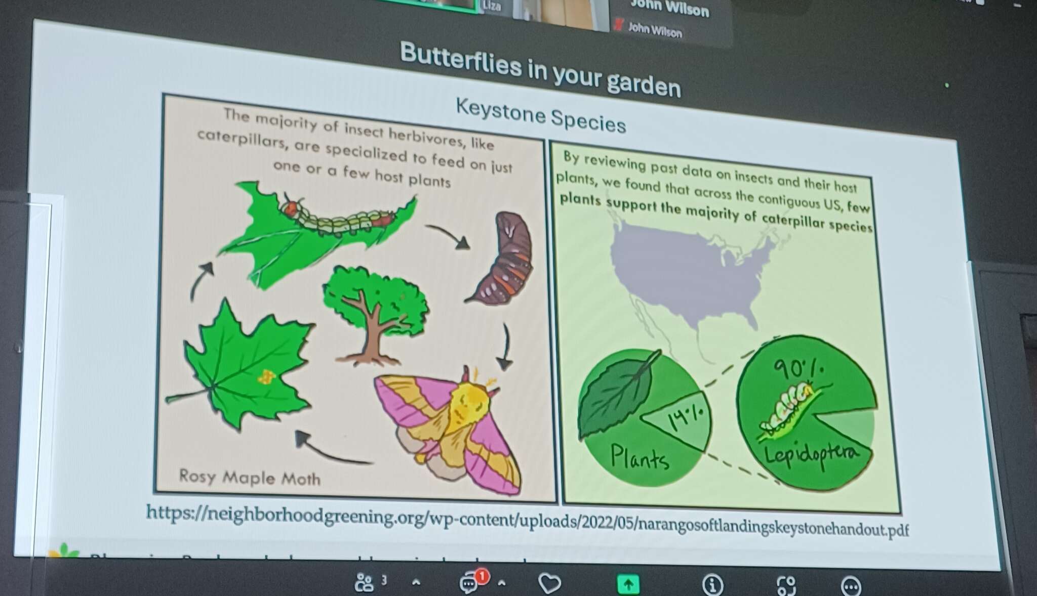 Butterflies