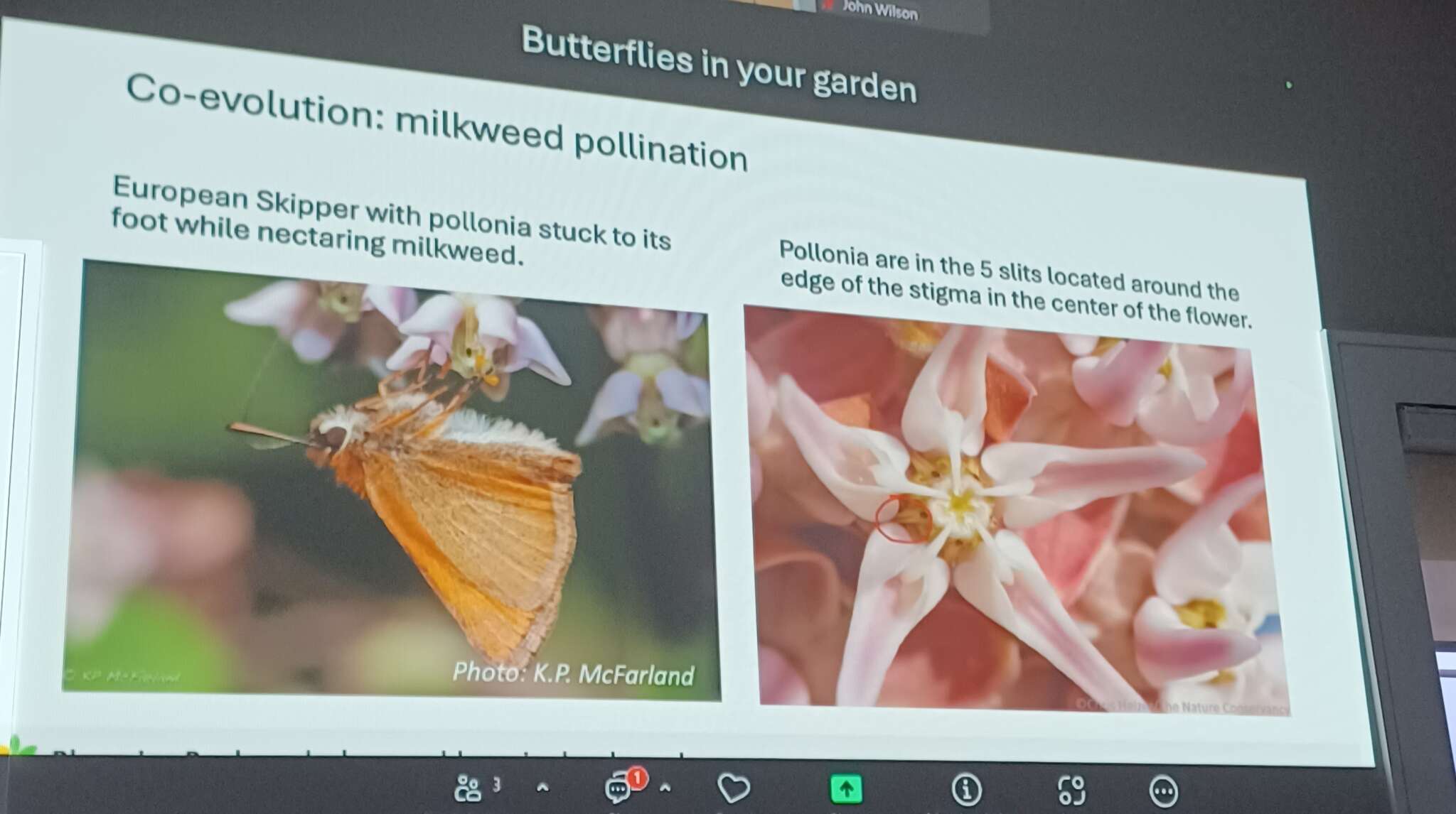 Butterflies