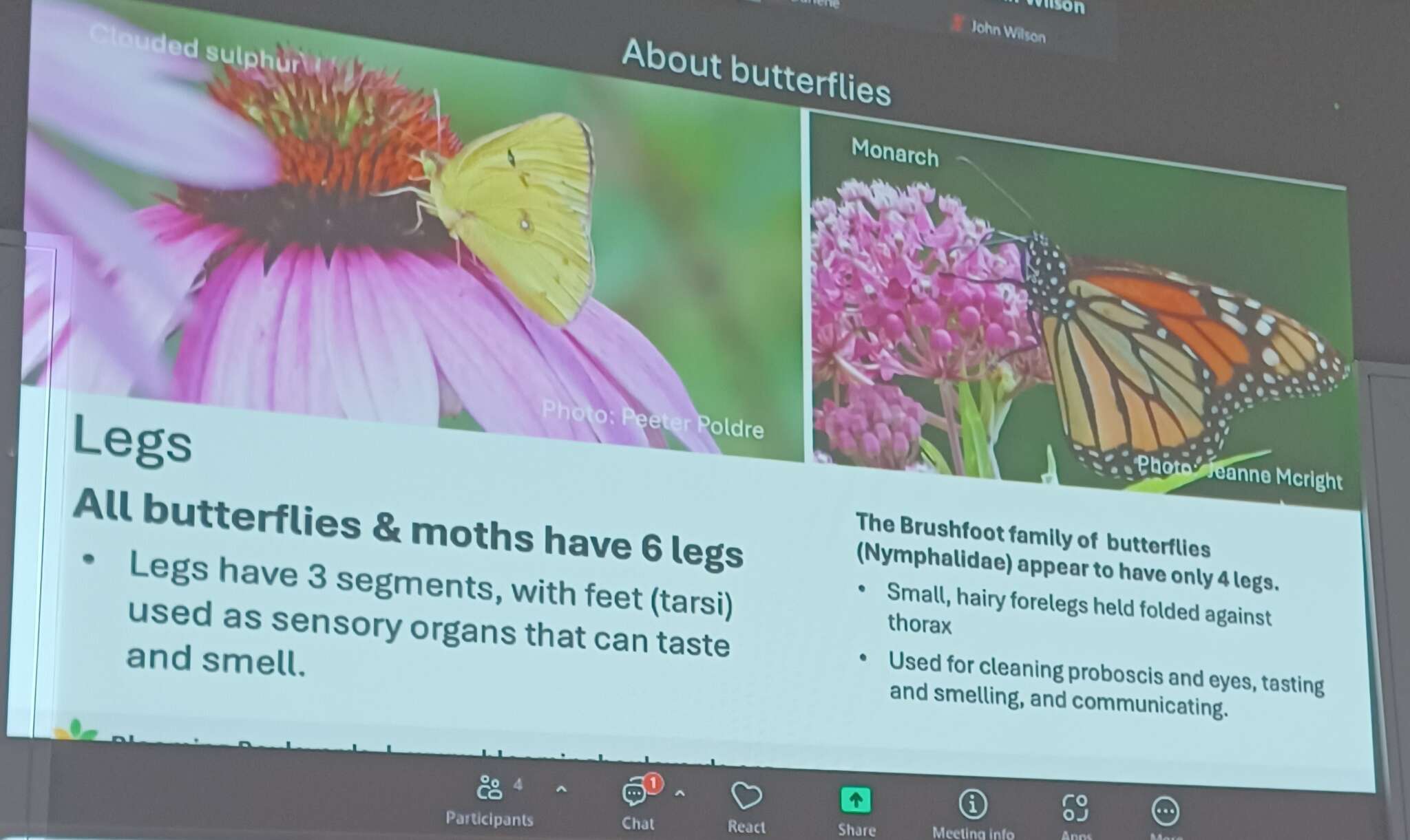 Butterflies