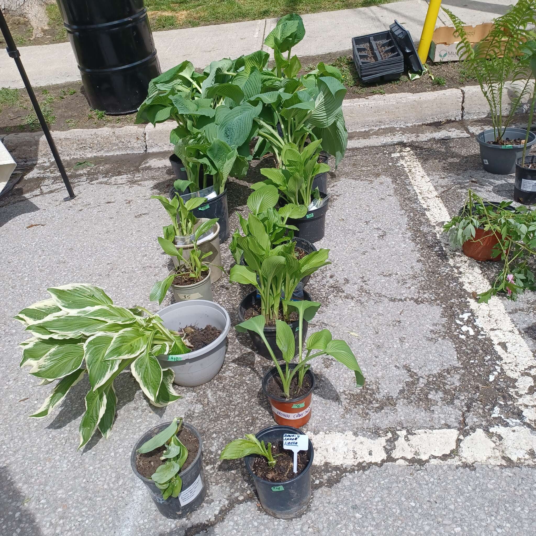 Beeton Honey & Garden Festival - Plant Sale