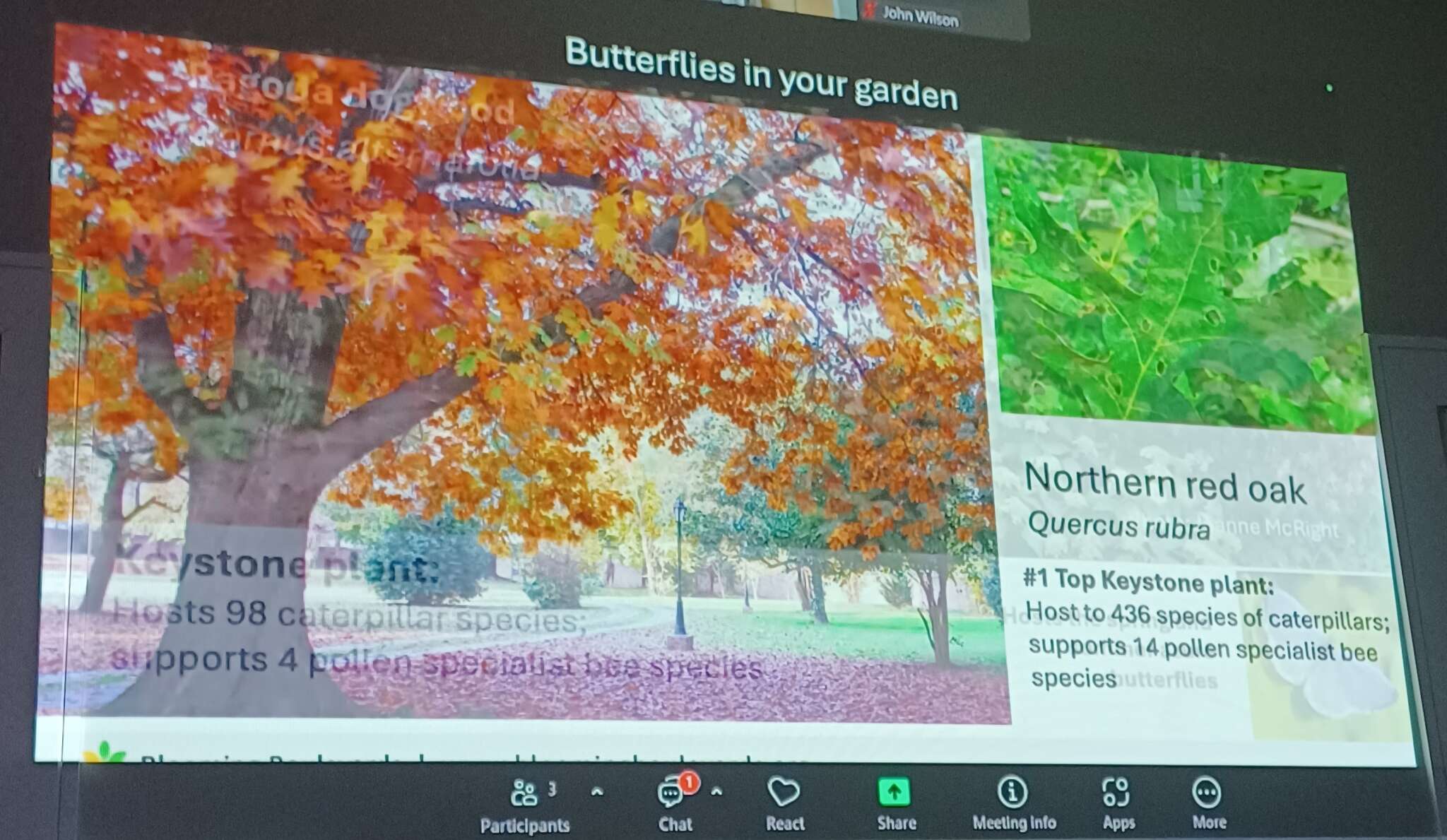 Butterflies