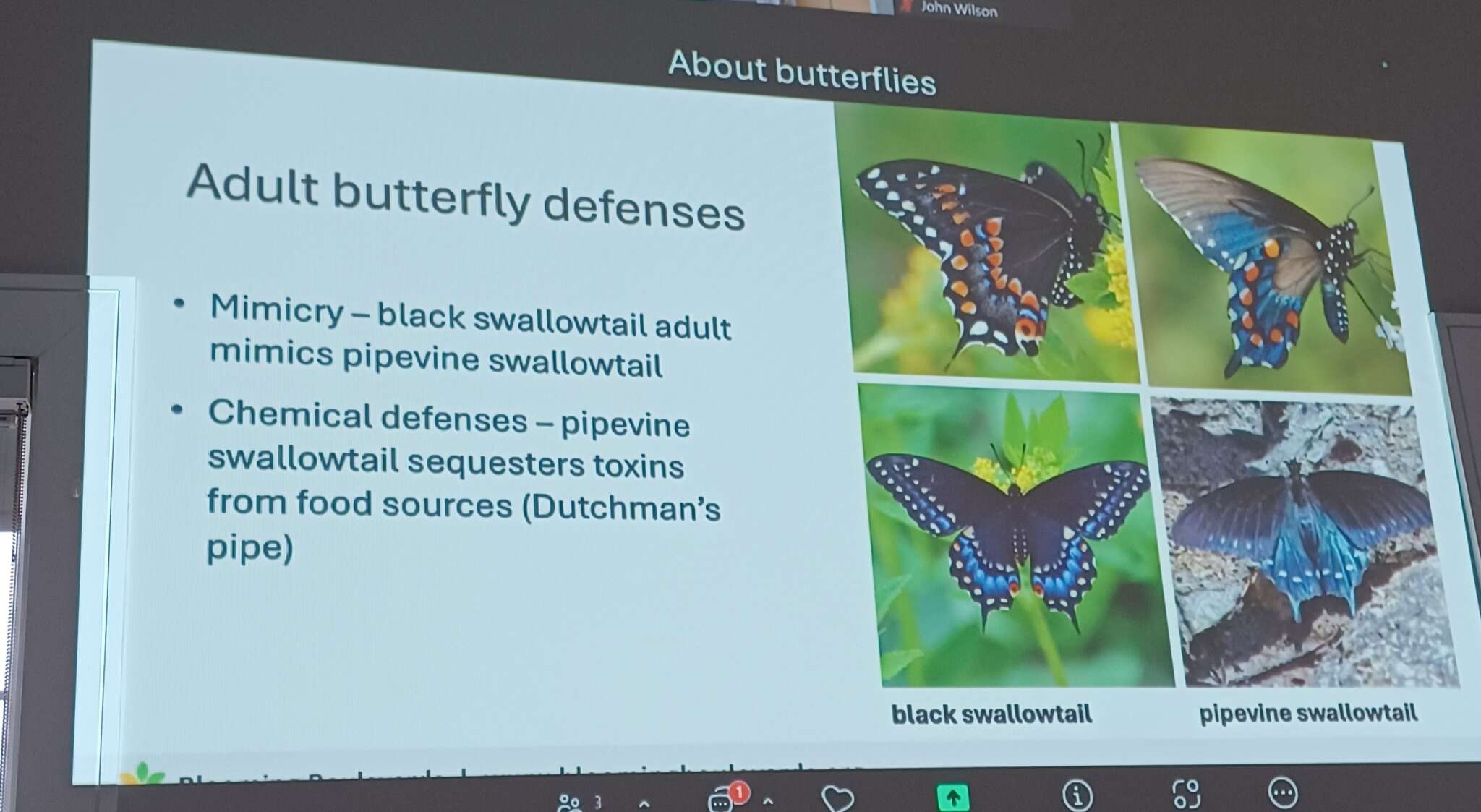 Butterflies