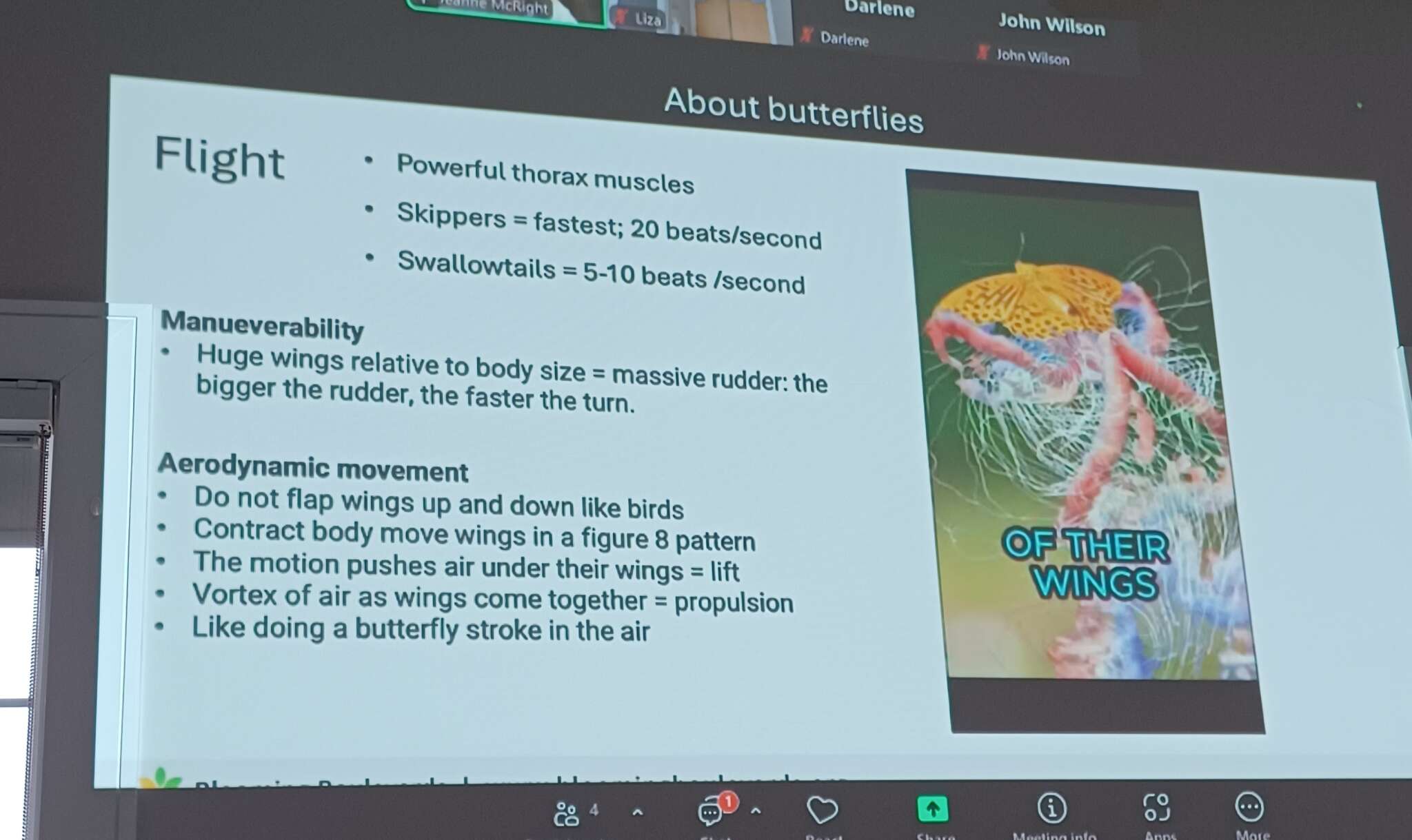 Butterflies