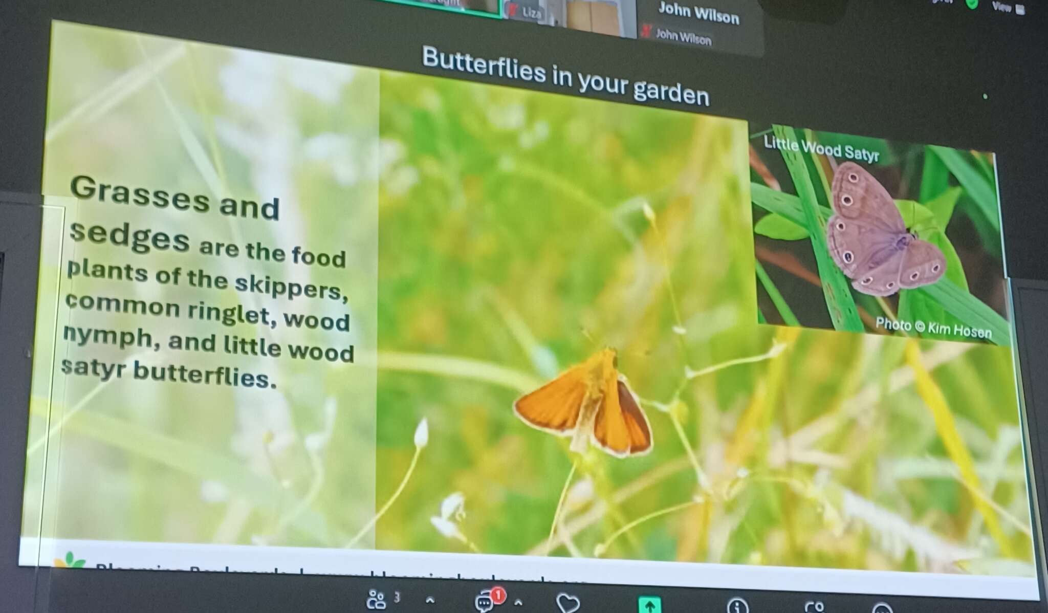 Butterflies
