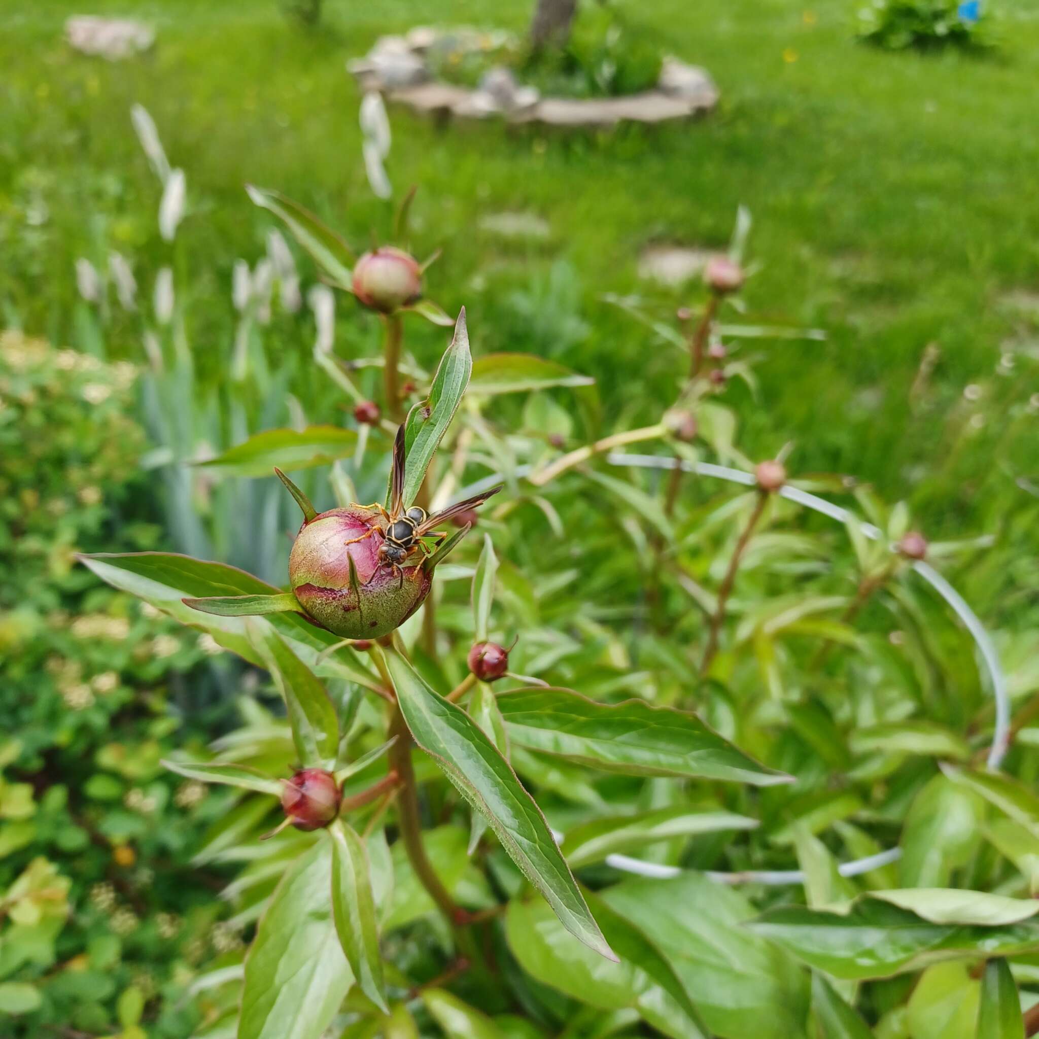 Pollinator at work #2 (2025)