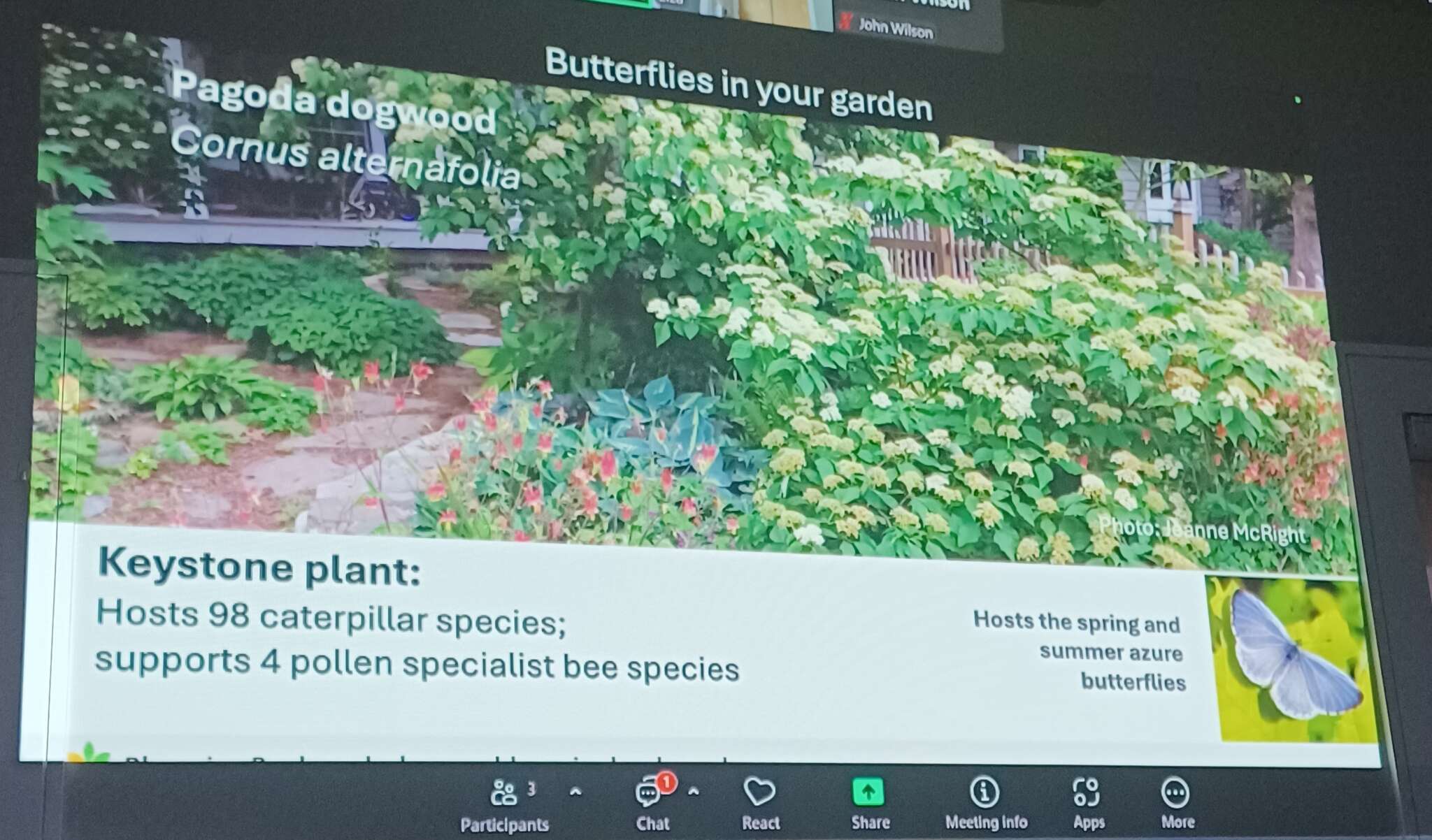 Butterflies