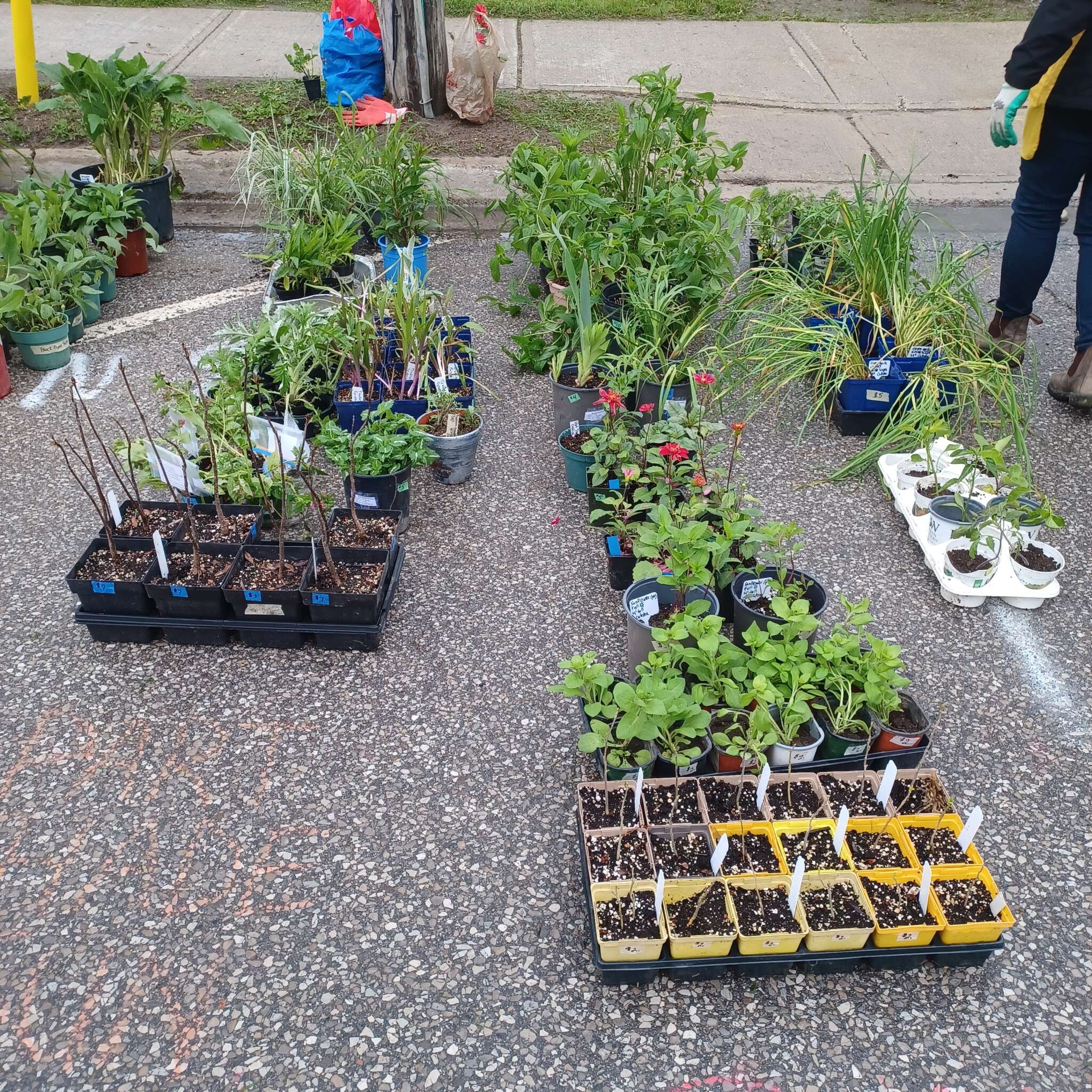 Beeton Honey & Garden Festival - Plant Sale