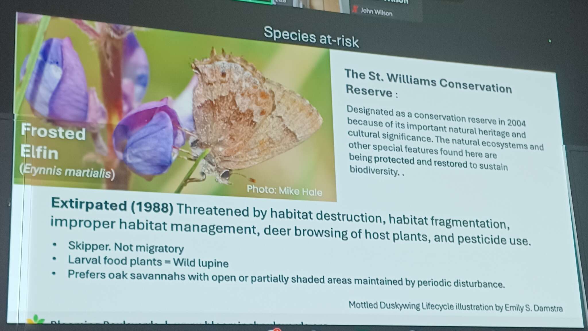 Butterflies
