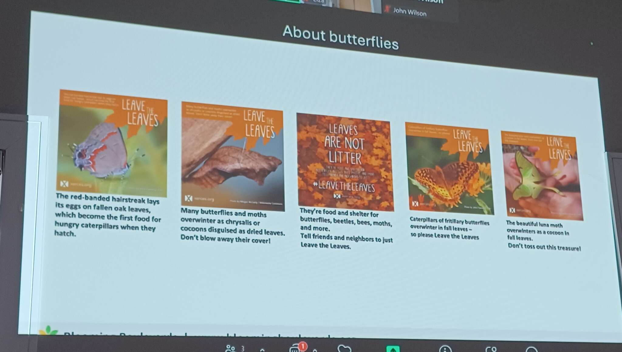 Butterflies