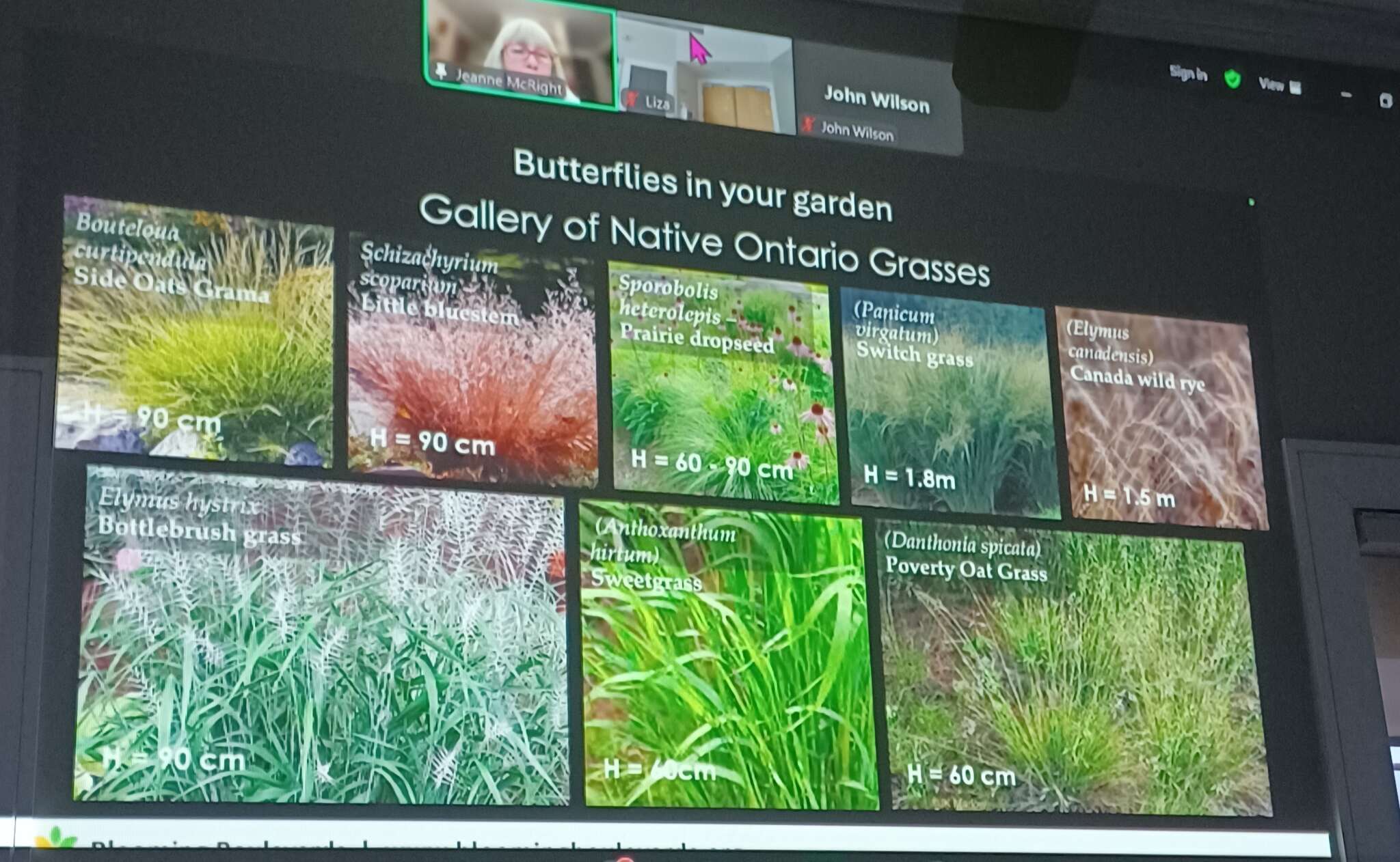 Butterflies
