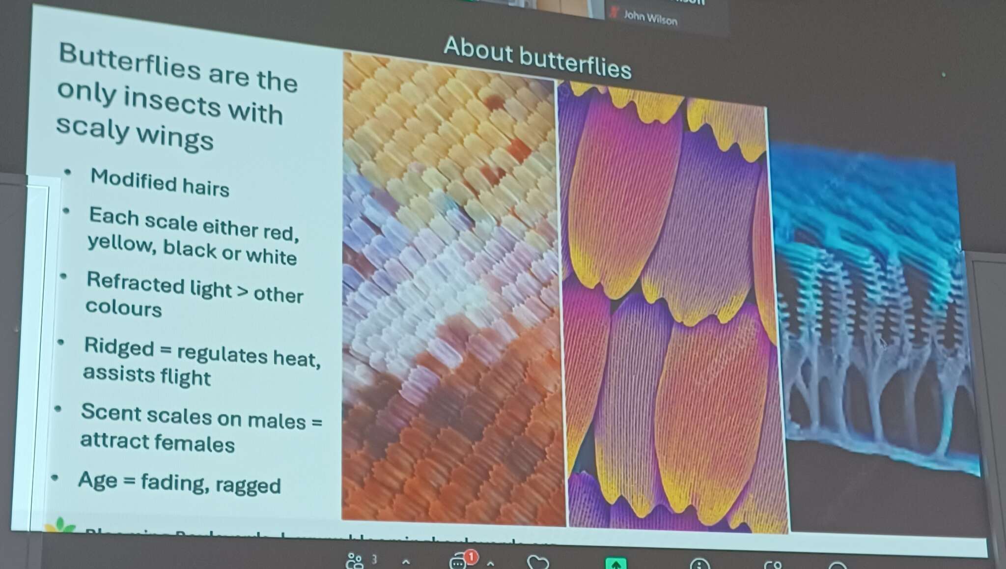 Butterflies