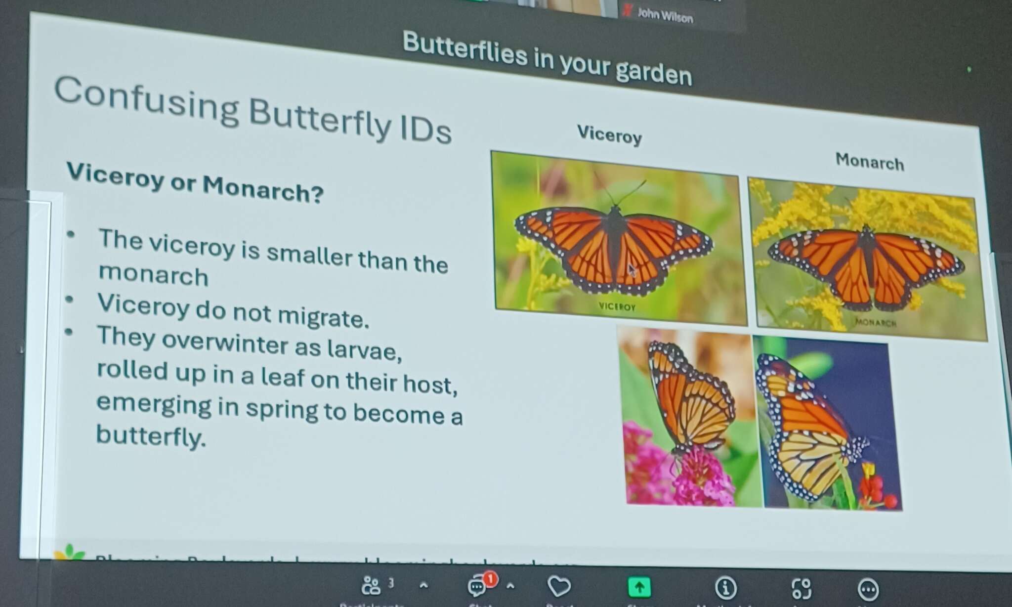 Butterflies