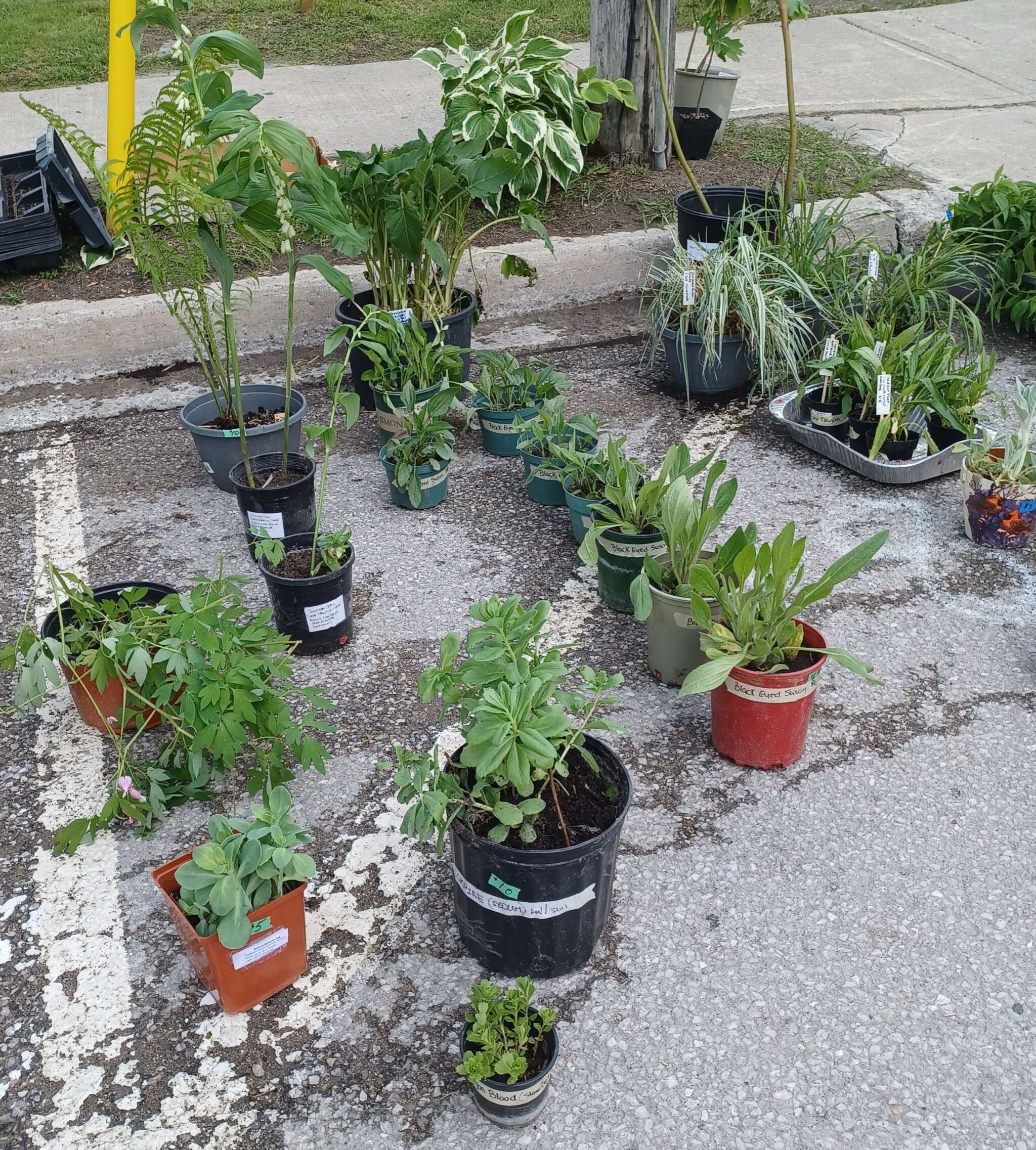 Beeton Honey & Garden Festival - Plant Sale