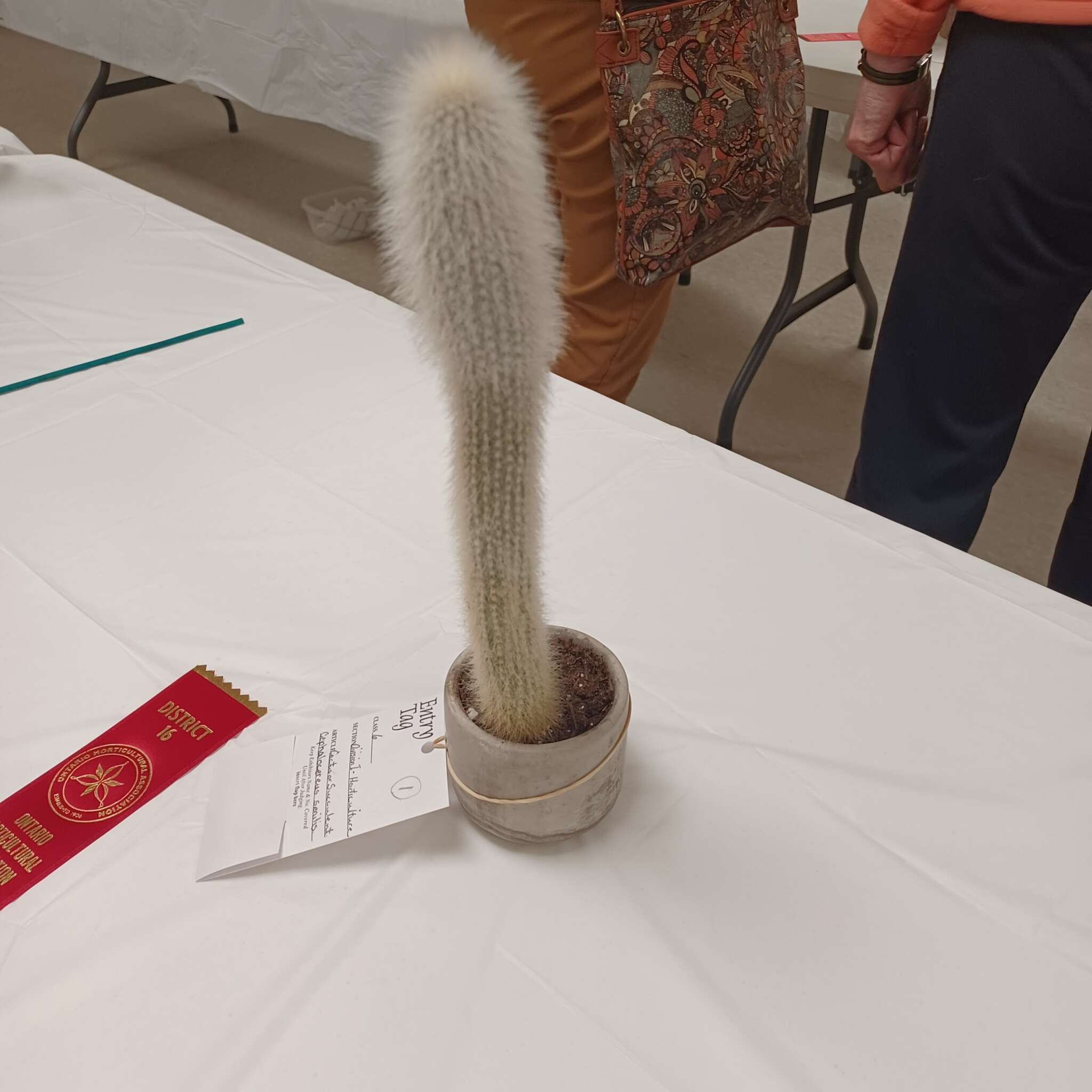 Ontario Horticultural Association Spring 2025 Meeting - Flower 🌼 Show #19