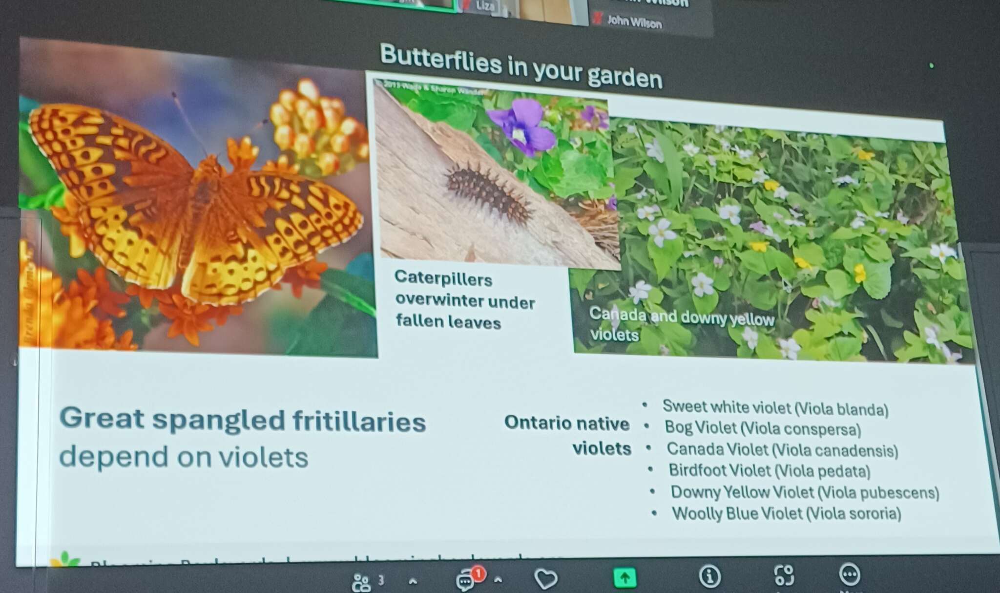 Butterflies