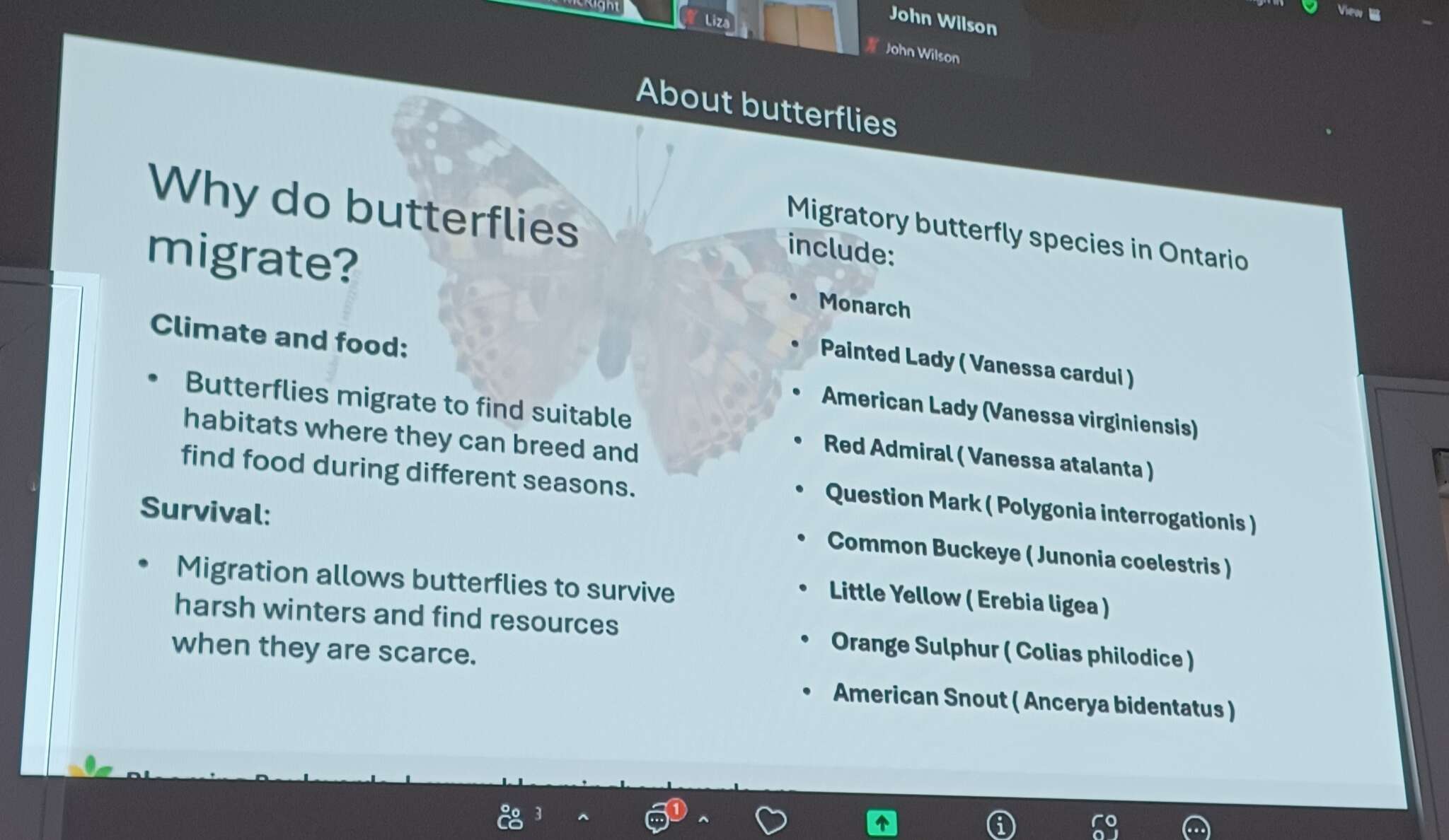 Butterflies