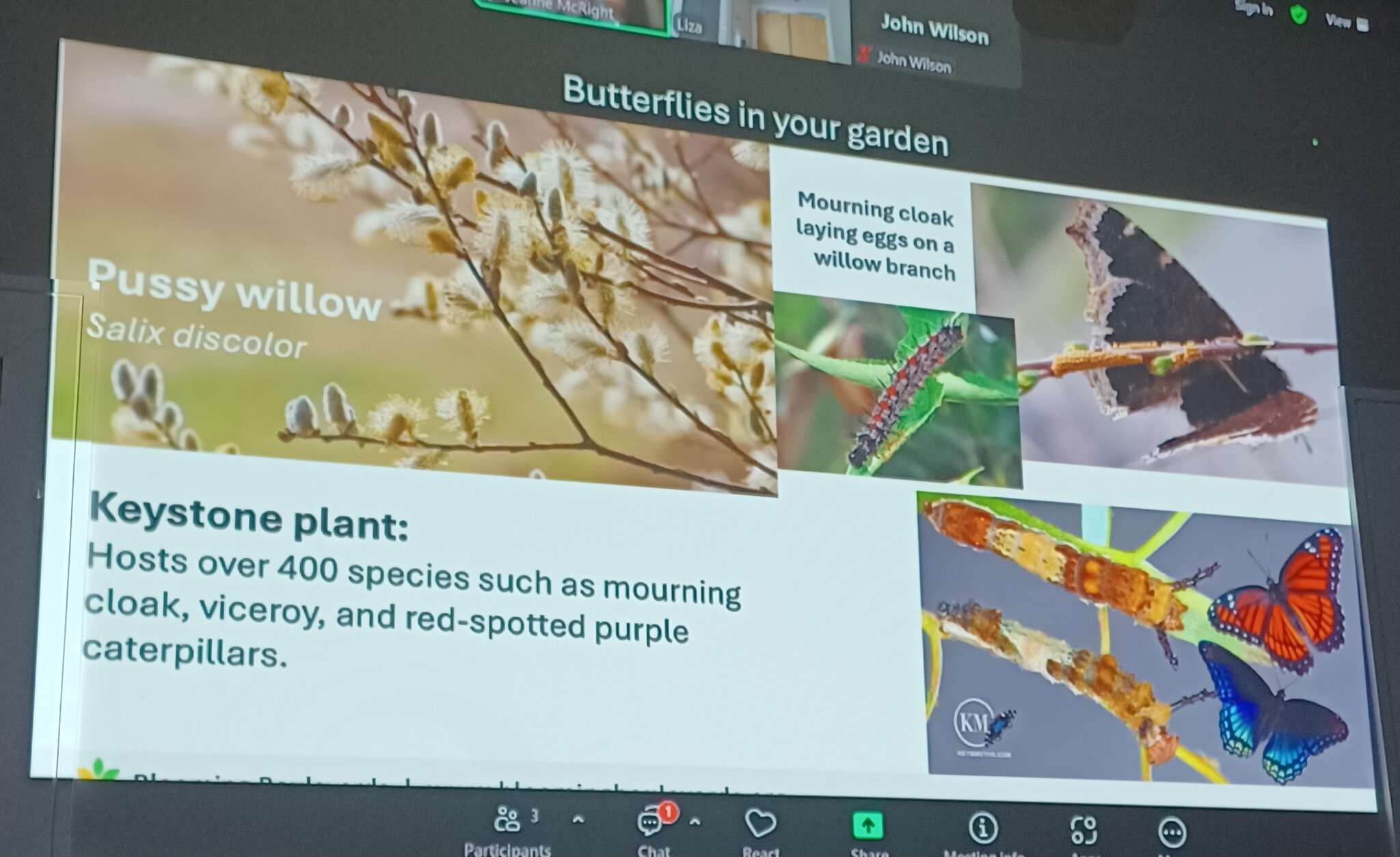 Butterflies