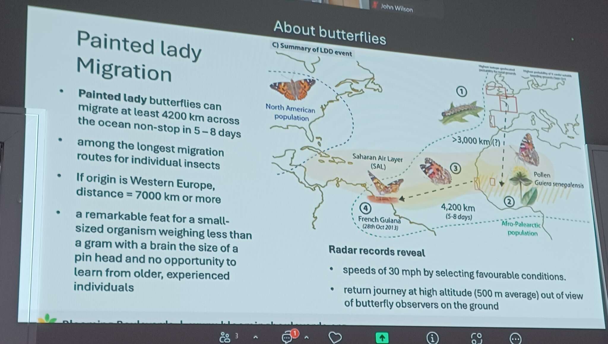 Butterflies