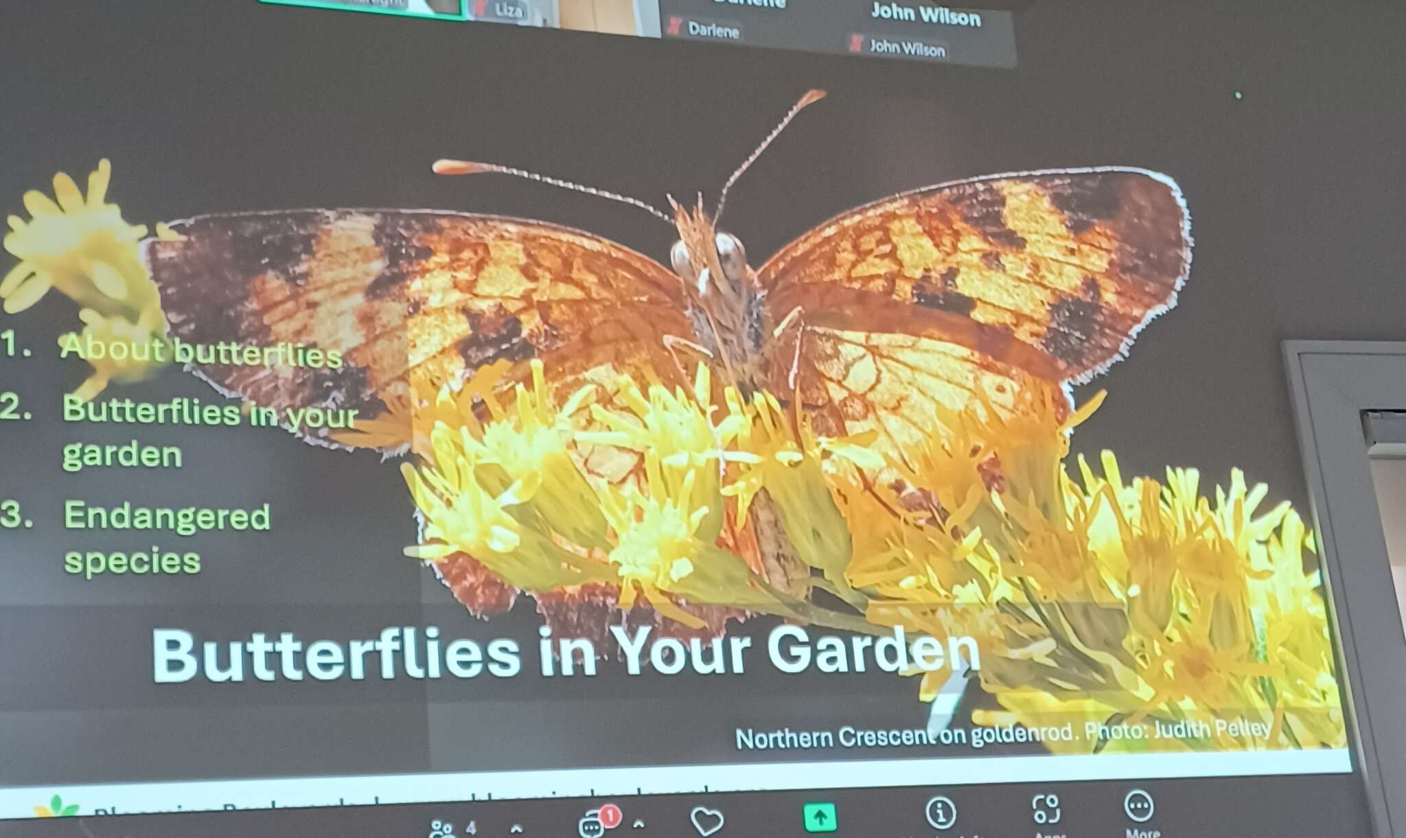 Butterflies