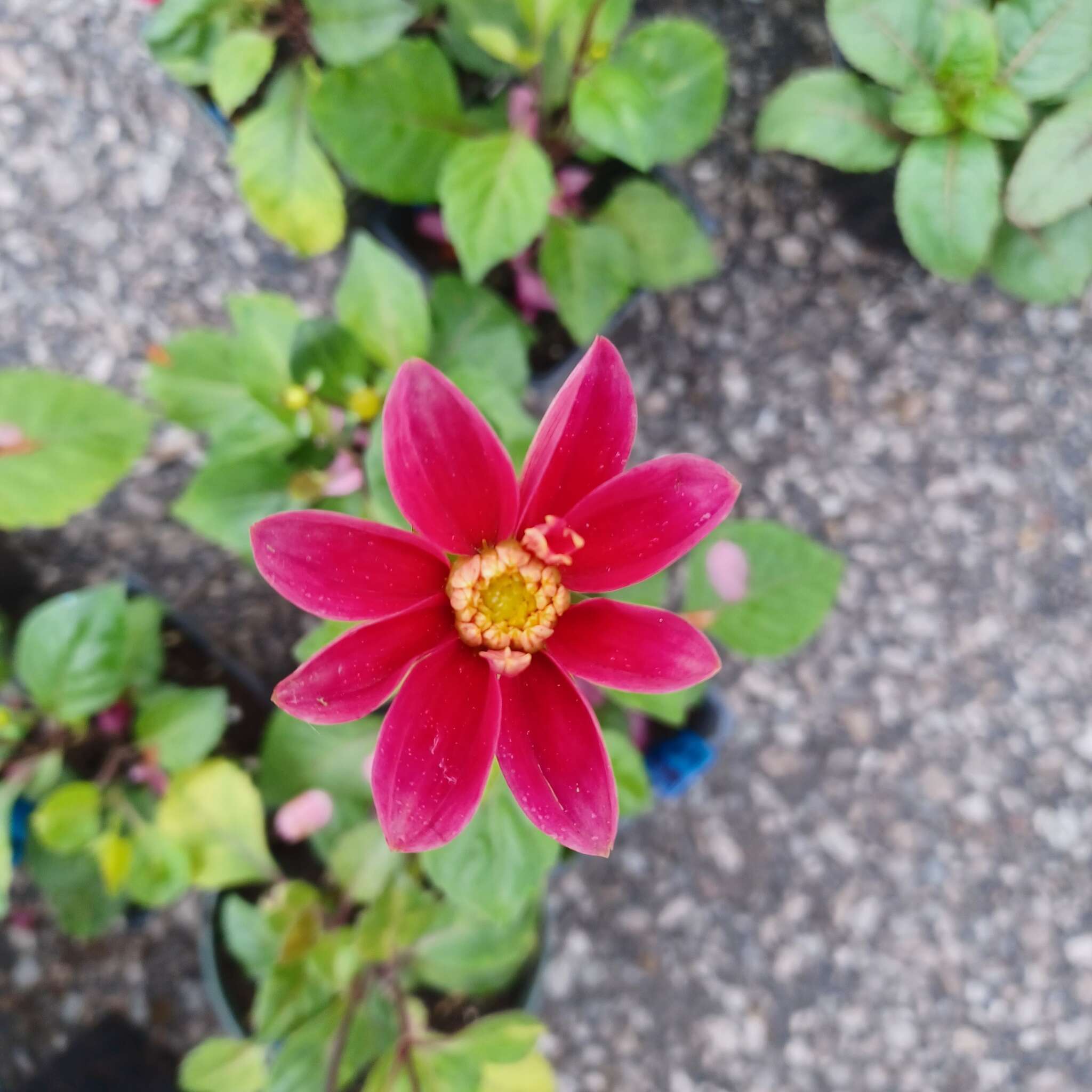 Beeton Honey & Garden Festival - Plant Sale
