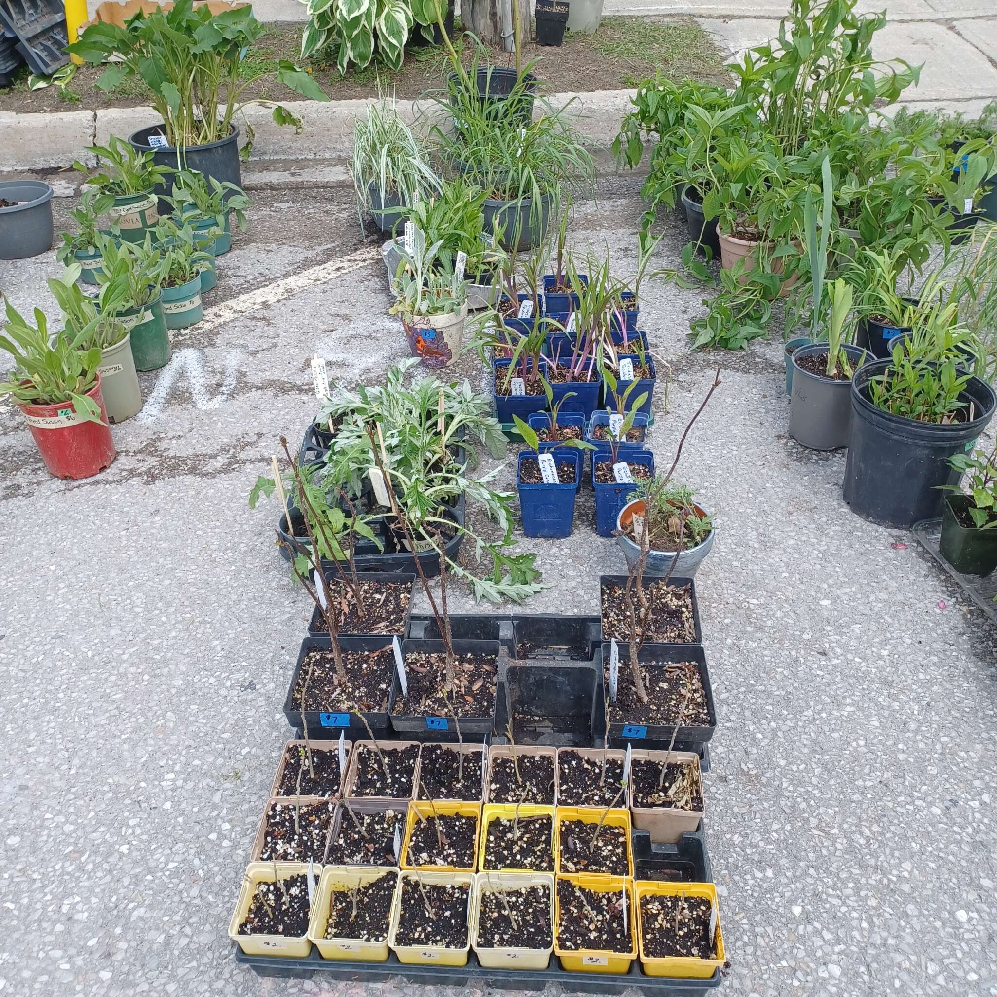 Beeton Honey & Garden Festival - Plant Sale