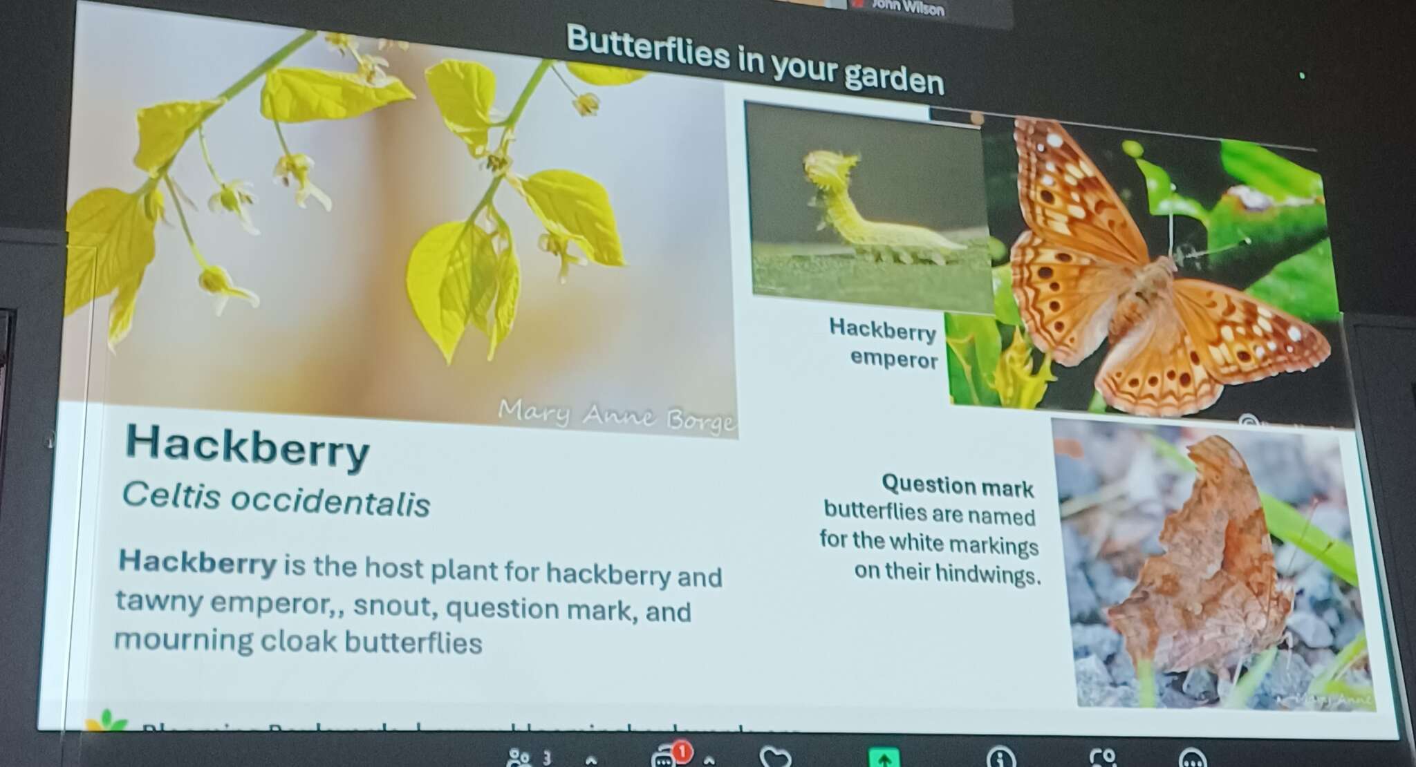 Butterflies