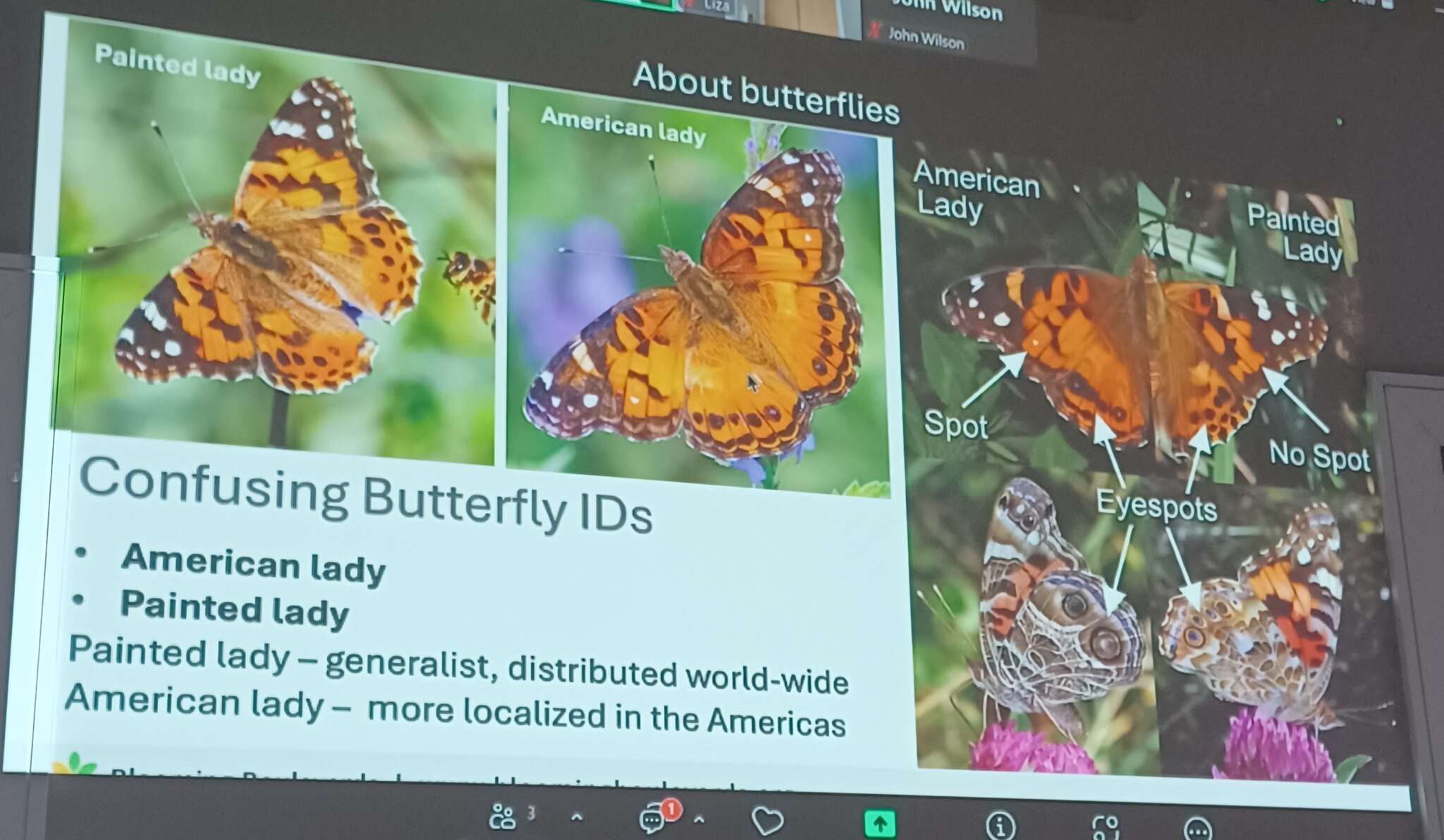 Butterflies